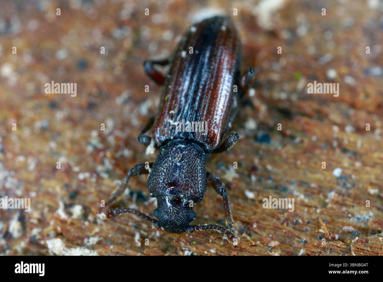 Bothrideres bipunctatus Familie Bothrideridae (trockene Rindenkäfer) wilde Natur Insektenfotografie. Eine seltene und natürlich wertvolle Insektenart. Stockfoto