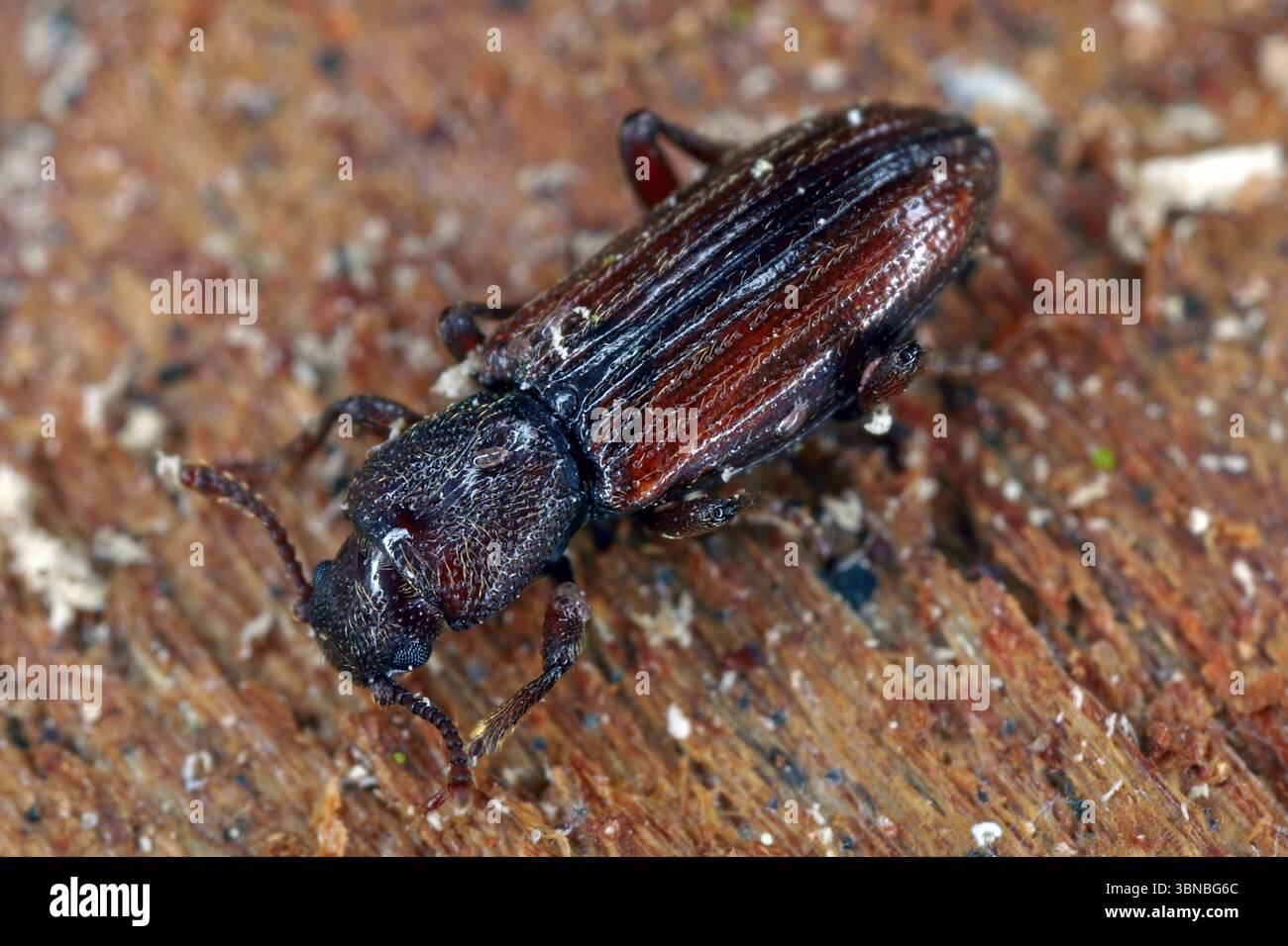Bothrideres bipunctatus Familie Bothrideridae (trockene Rindenkäfer) wilde Natur Insektenfotografie. Eine seltene und natürlich wertvolle Insektenart. Stockfoto