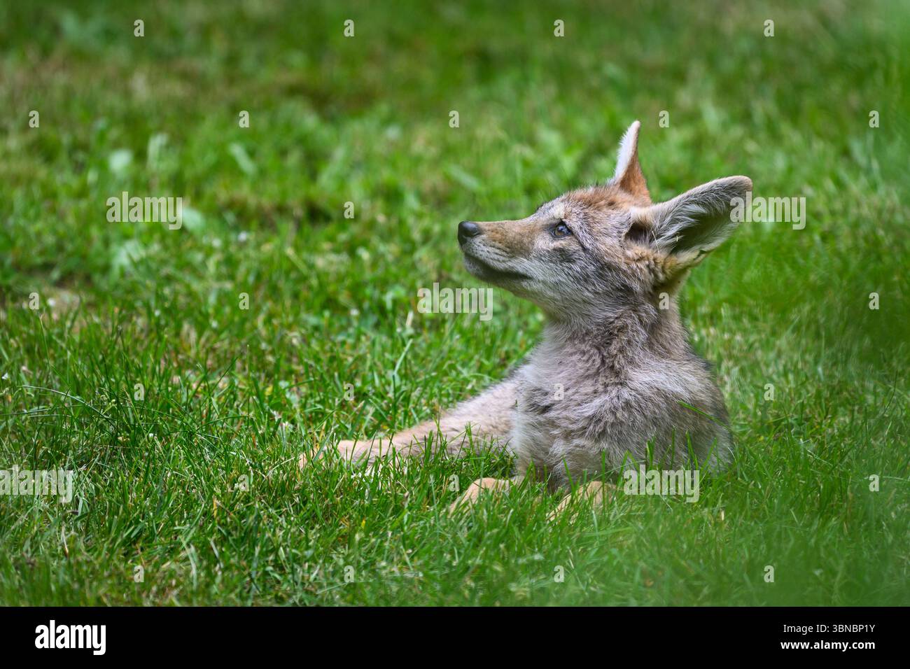 Kojotenhund (Canis latrans) blickt nach oben und entspannt auf grünem Gras Stockfoto