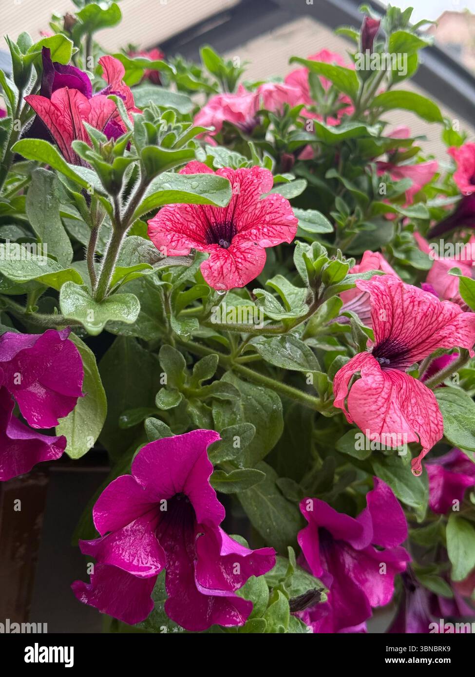 Das Bild zeigt eine Nahaufnahme von blühenden rosa und violetten Petunie-Blüten mit Wassertropfen auf ihren Blütenblättern und Blättern. Das Foto wurde im Freien gemacht Stockfoto
