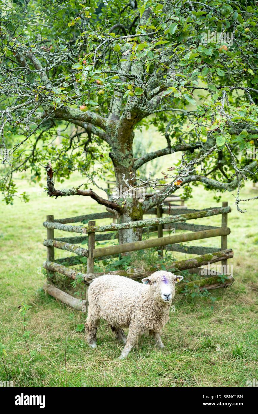 Einzelnes Schaf - Cotswold-Rasse? - Ovis aries - auf einem ländlichen Feld in Devon, England, Vereinigtes Königreich Stockfoto