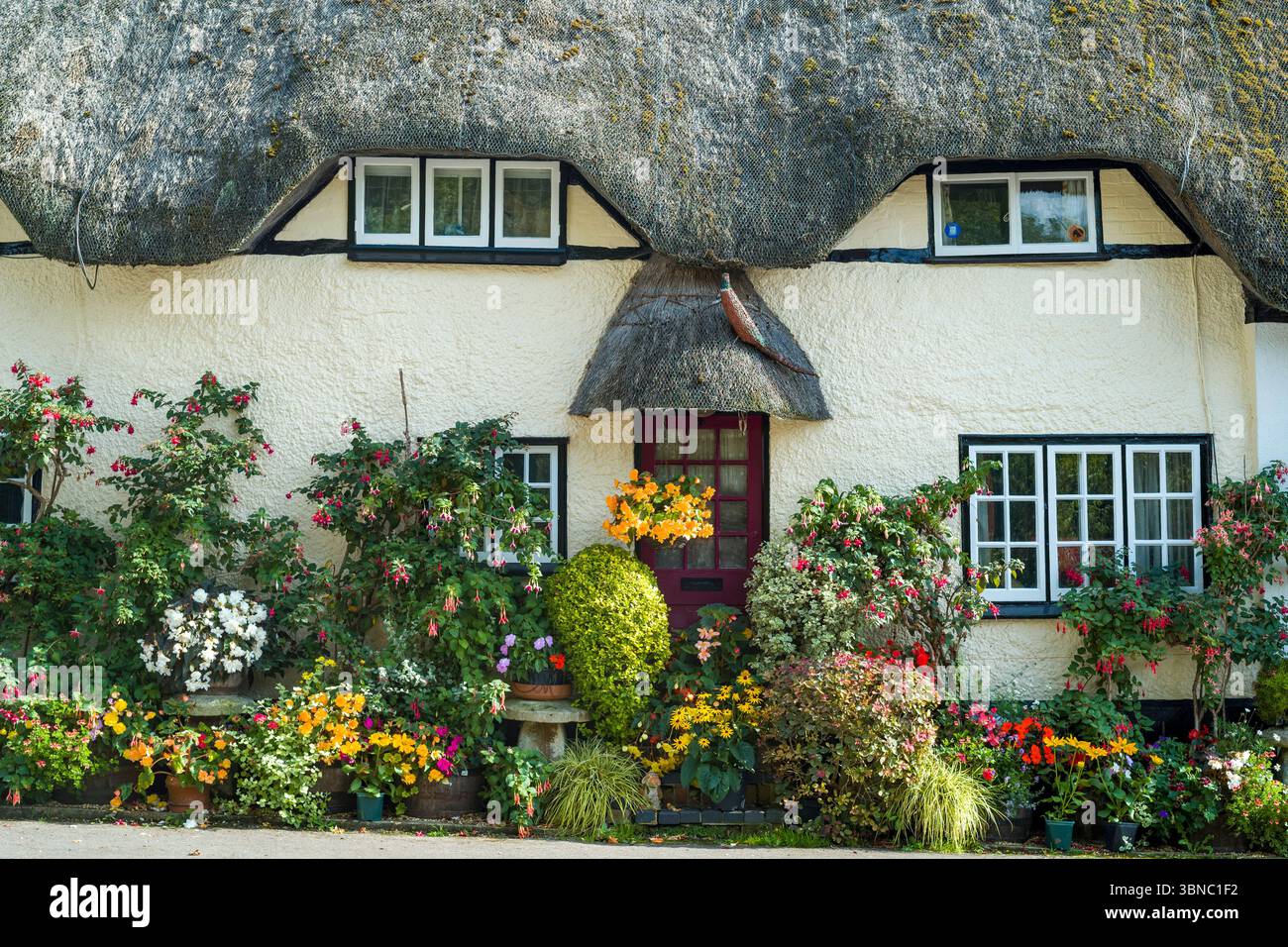 Malerisches traditionelles strohgedecktes Ferienhaus mit Kletterfuchsia und Hängekorb und bunten blühenden Sträuchern im Spätsommer in England, Großbritannien Stockfoto