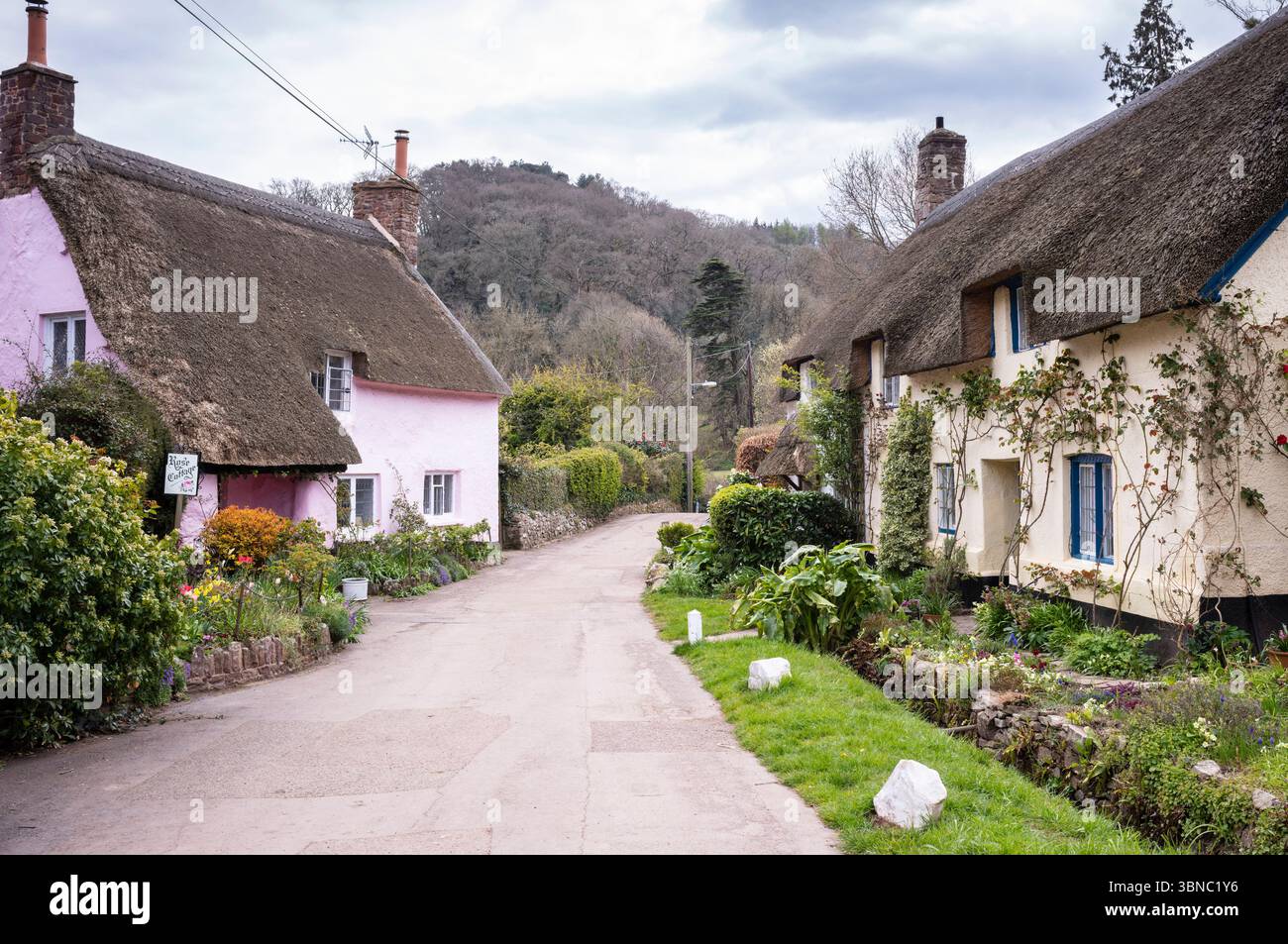 Traditionelle strohgedeckte Hütten mit Klettersträuchern im Dorf Dunster in Somerset, Exmoor, Großbritannien Stockfoto