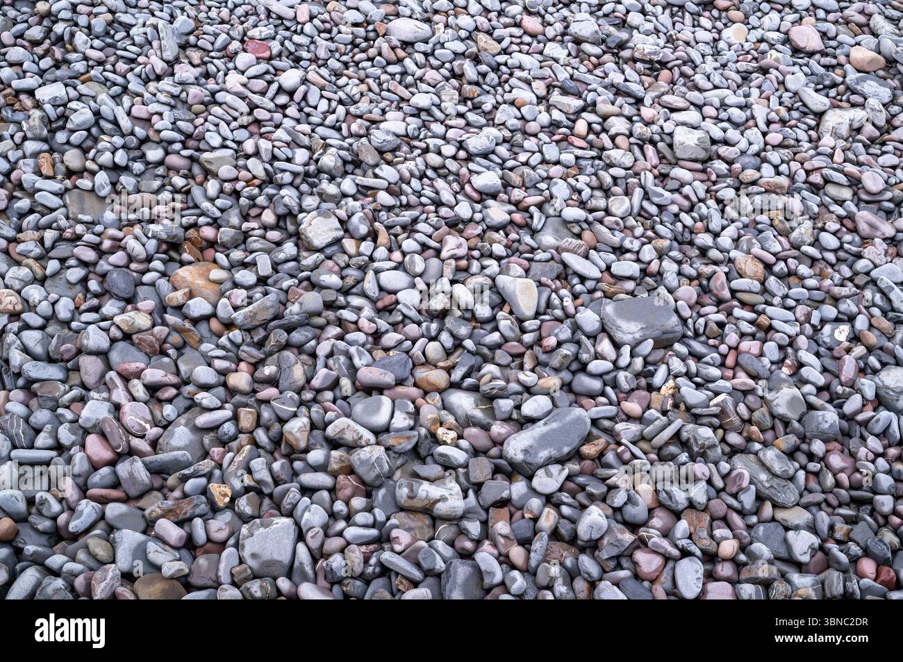 Steine und Kieselsteine an der Küste von Devon Stockfoto