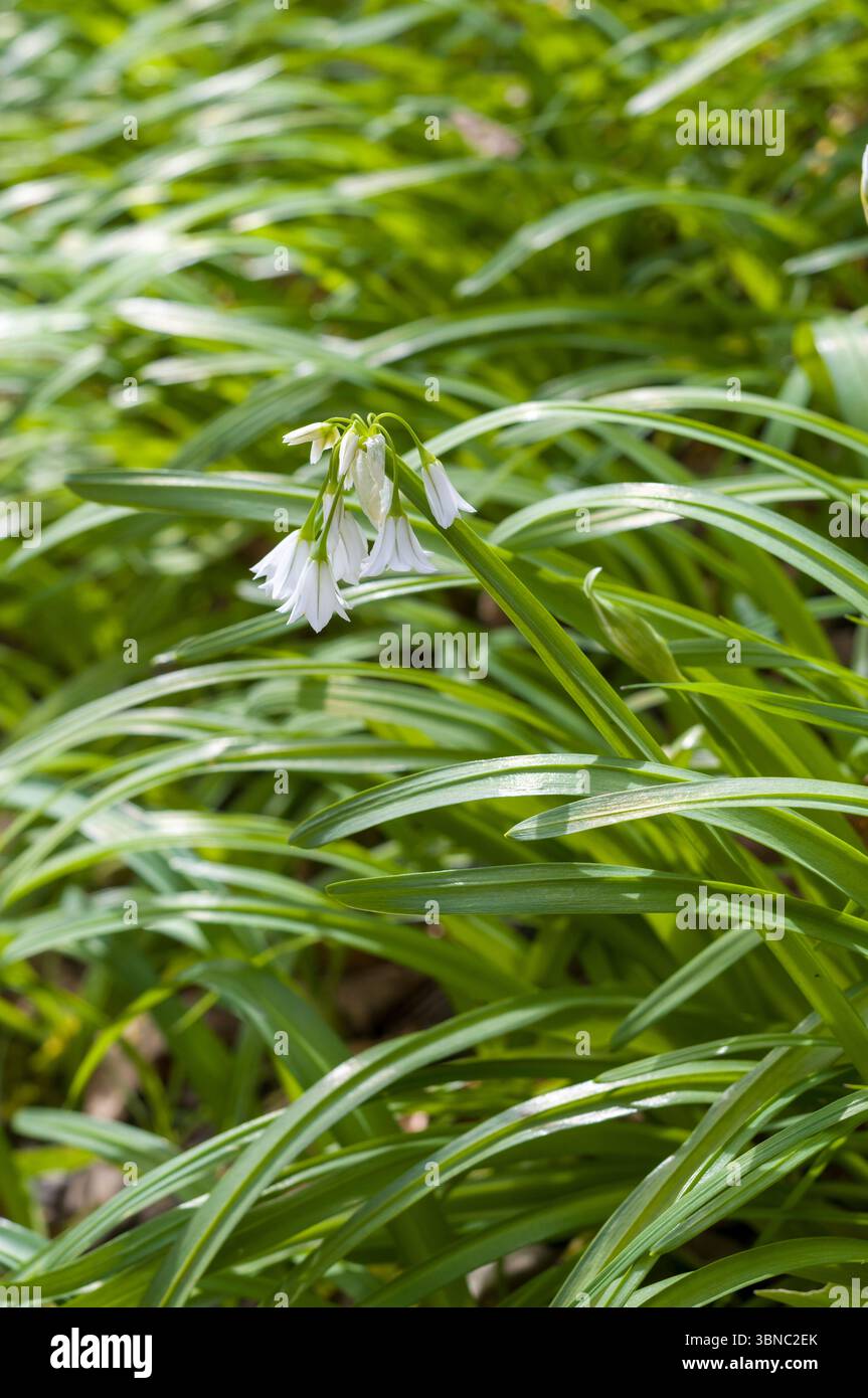 Wilder Knoblauch - Ramsons, Allium ursinum eine zwiebelige mehrjährige blühende Pflanze in Devon, Großbritannien Stockfoto