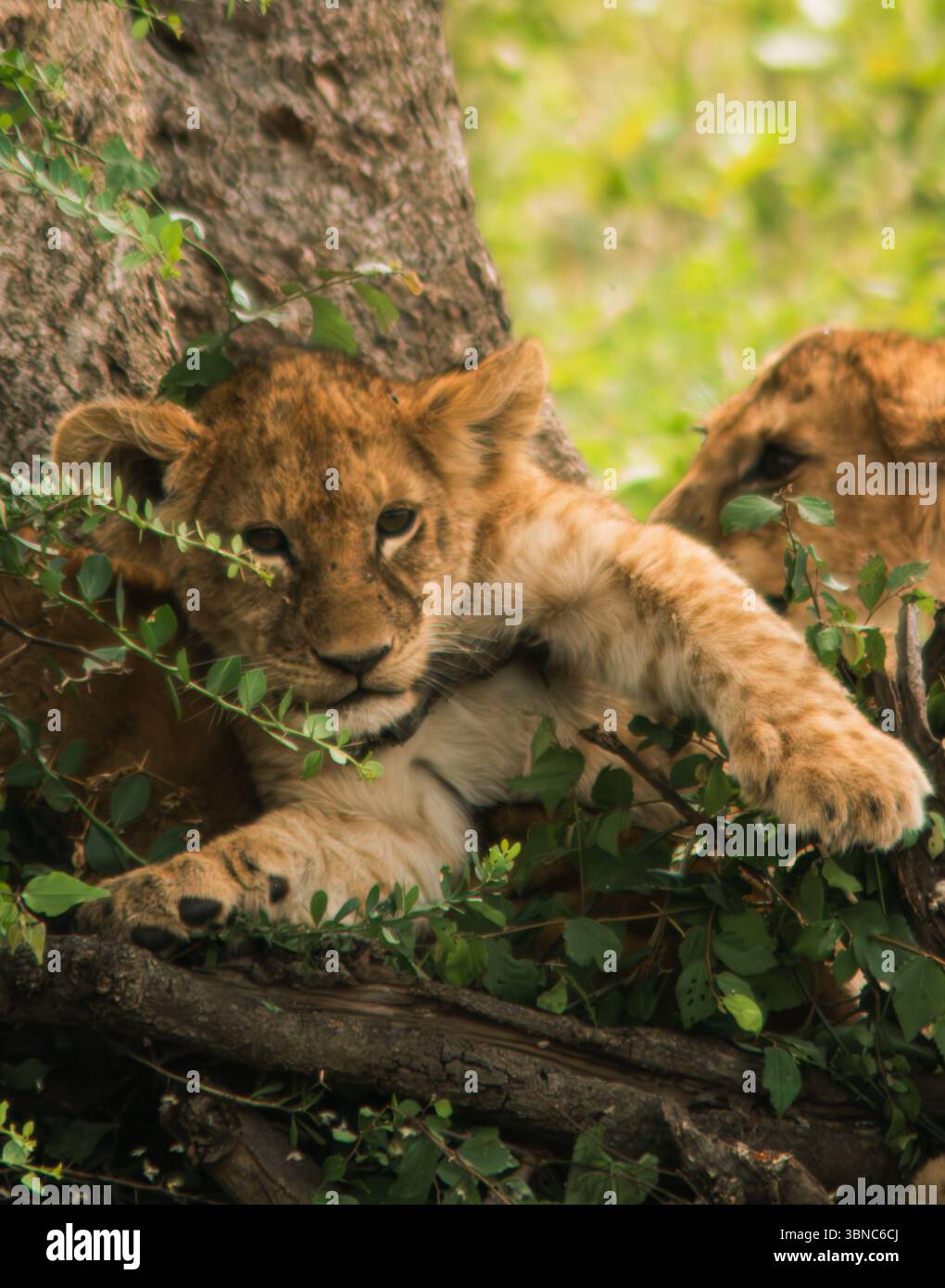 Zwei Löwenjungen spielen im Gras Stockfoto
