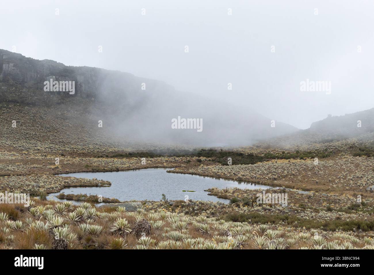 Ganz in der Nähe eines wunderschönen Hochlandsees mit Nebel in kolumbianischem Paramo-Ökosystem Stockfoto