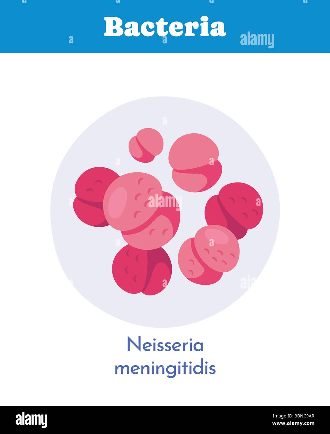 Neisseria-meningitidis-Bakterienbild. Vektorabbildung Stock Vektor