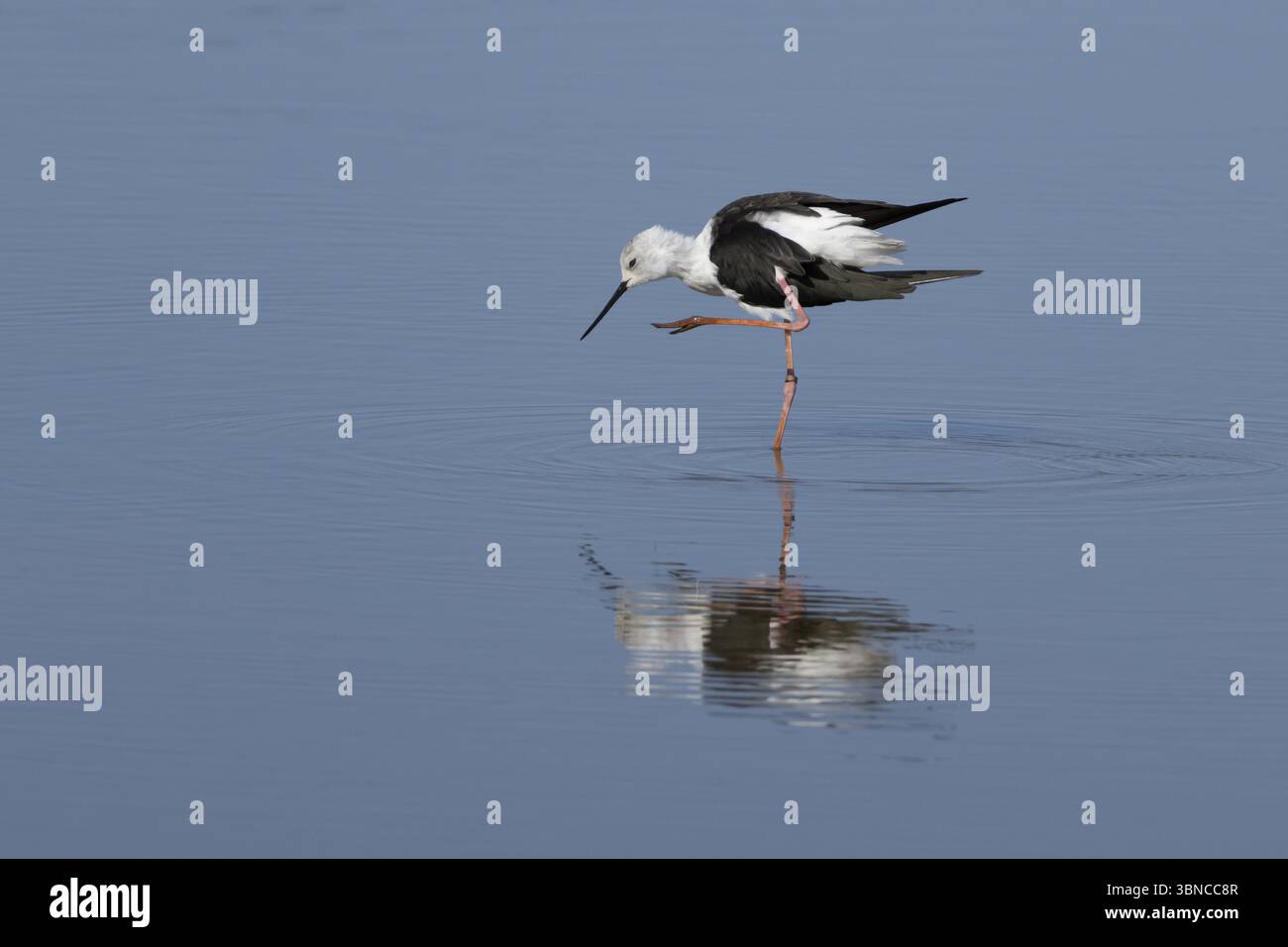 Schwarzer geflügelter Stelzenvogel (Himantopus himantopus), der in einer flachen Lagune in England, Großbritannien, Europa auftaucht Stockfoto