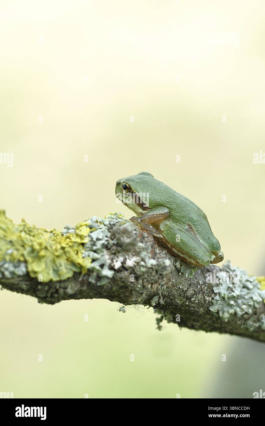 Europäischer Baumfrosch (Hyla arborea) sitzt auf einem Flechtenzweig in seiner natürlichen Umgebung, Nahaufnahme, Nationalpark Neusiedler See, Burgenland, Au Stockfoto