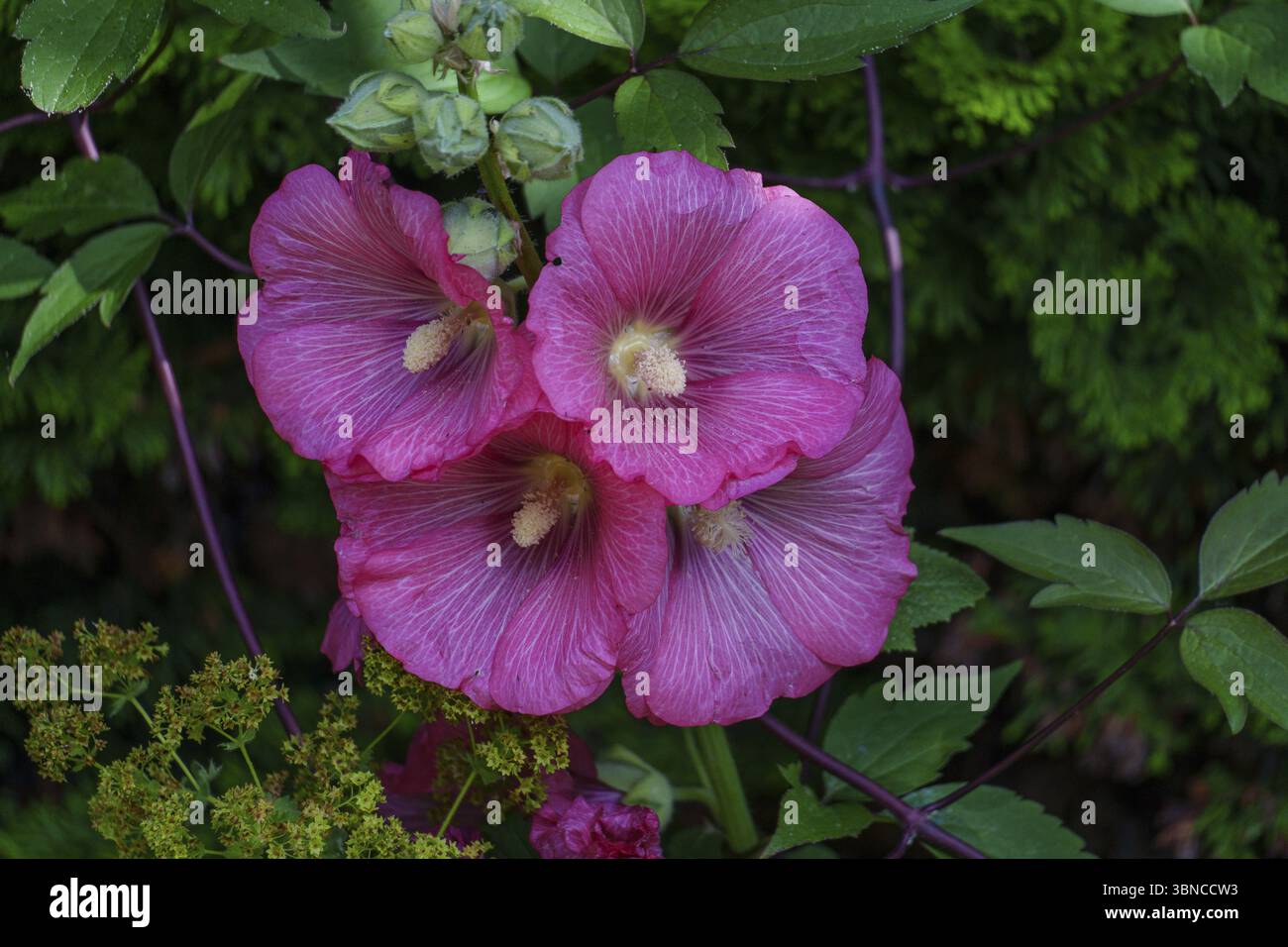 Gruppe rosafarbener Blumen in einem dichten, grünen Gartenbereich, Ramsdorf, münsterland, deutschland Stockfoto