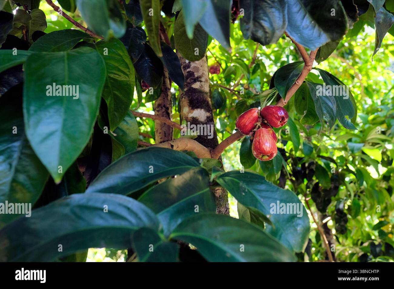 Bergäpfel (Syzygium malaccense) auf einem fruchttragenden Baum, grün und reif rot, bereit für die Ernte; Kauai, Hawaii. Stockfoto