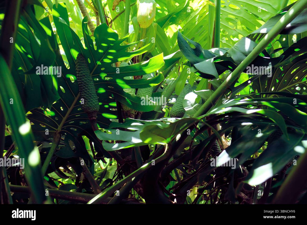 Die essbare Frucht der Monstera deliciosa, oder Schweizer Käsepflanze, wächst im Freien auf Kauai, Hawaii, einer invasiven tropisch blühenden Pflanzenart. Stockfoto
