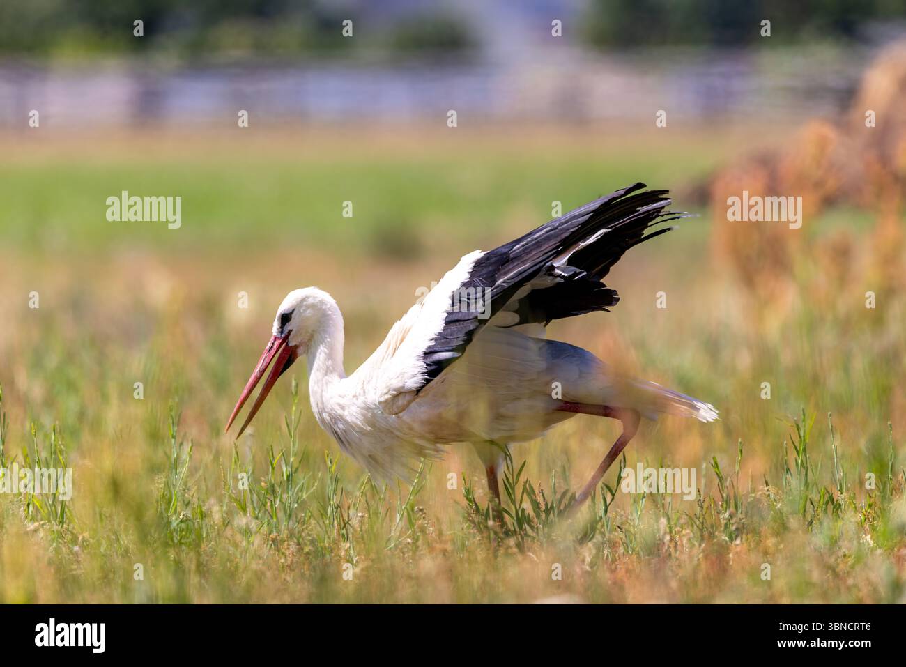 Aufnahme Storch auf einer Wiese Stockfoto