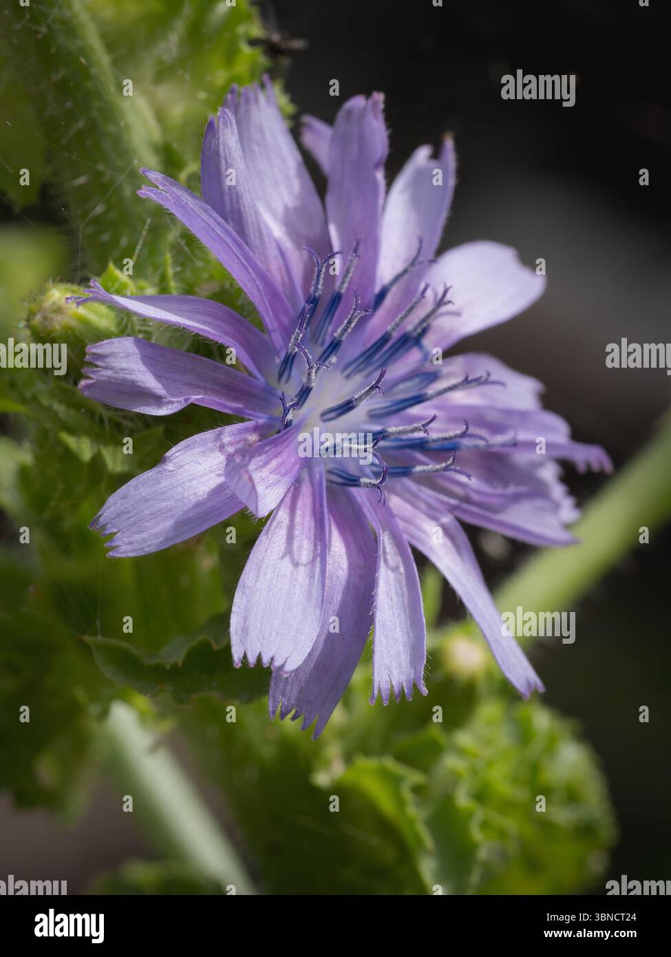 Eine violette Zichorienblume in voller Blüte Stockfoto