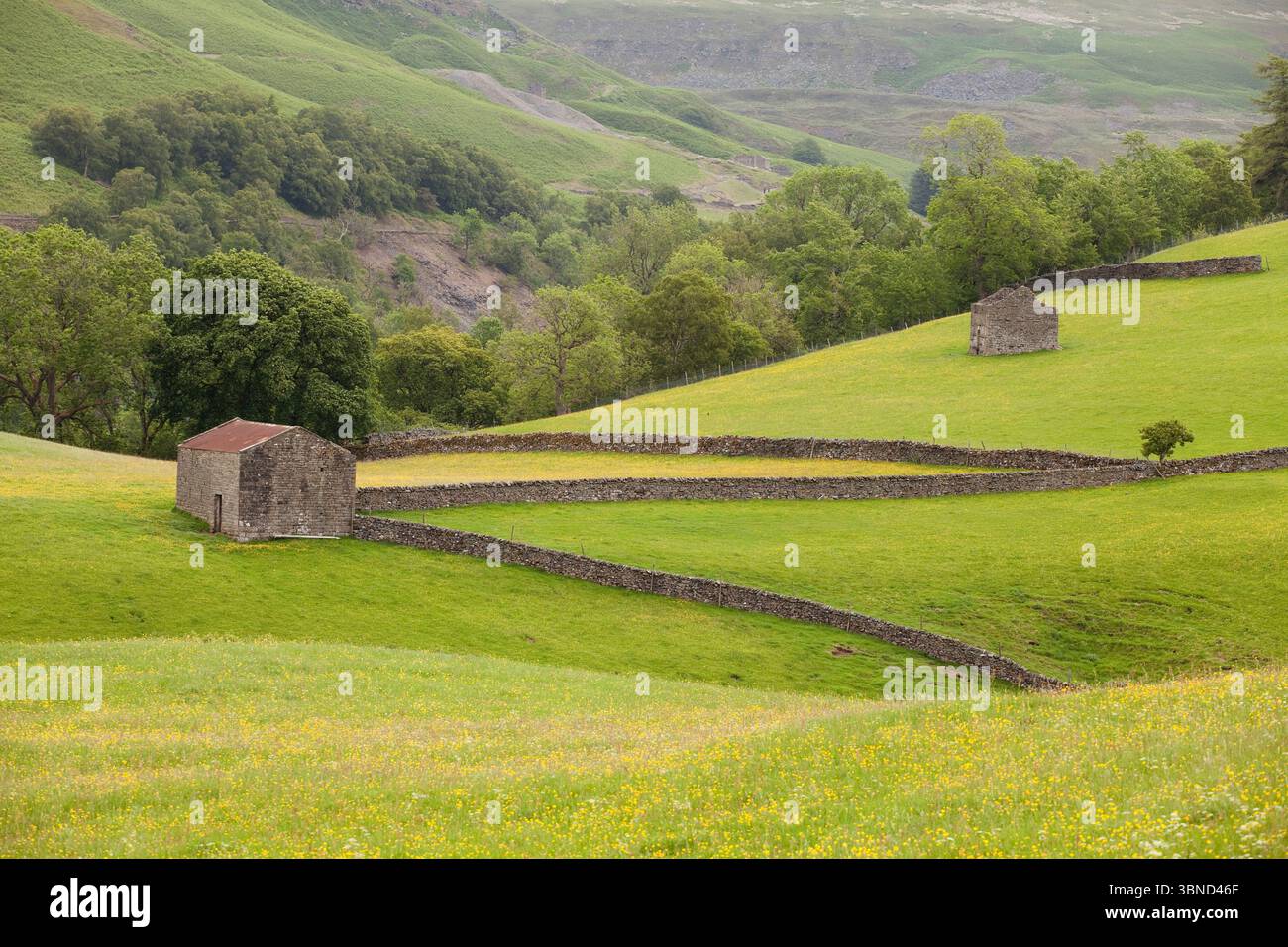 Alte Steinscheunen in Sommerwiesen in Blume, nahe Keld in den Yorkshire Dales, Großbritannien Stockfoto