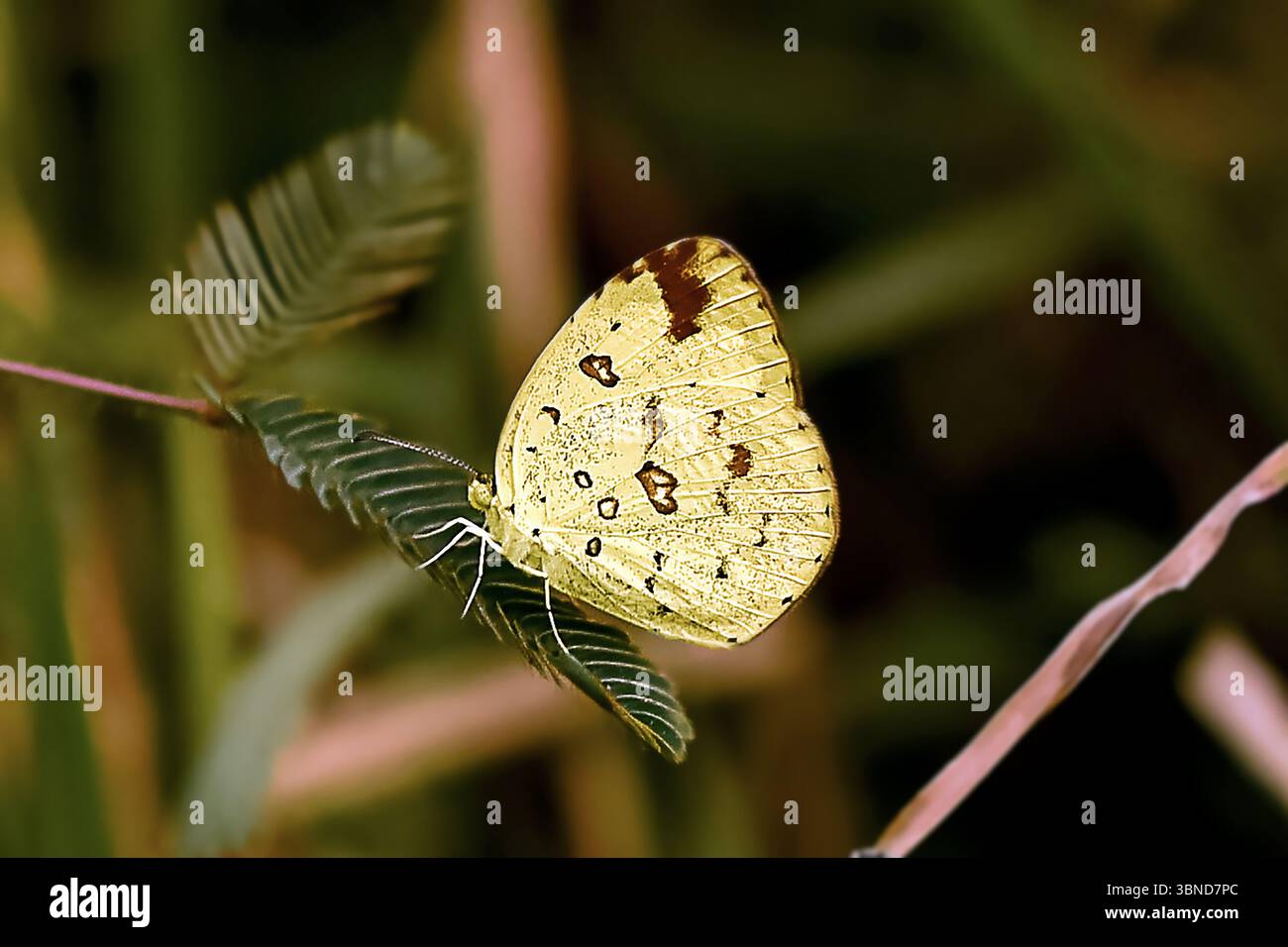 Ein leuchtend gelber Schmetterling mit markanten Markierungen sitzt zart auf einem grünen Blatt und sonnt sich im warmen Sonnenlicht eines sonnigen Nachmittags. Stockfoto
