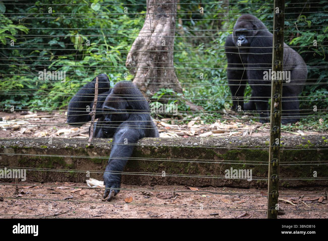Yaoundé. Juli 2025. Dieses am 1. Juli 2025 aufgenommene Foto zeigt westliche Tieflandgorillas im Mofu Primatenschutzgebiet in Yaounde, der Hauptstadt Kameruns. Das im Süden von Yaounde gelegene Mofu Primate Sanctuary soll Primaten schützen, die durch illegale Jagd und Handel verstümmelt oder allein gelassen wurden. Quelle: Wang Guansen/Xinhua/Alamy Live News Stockfoto