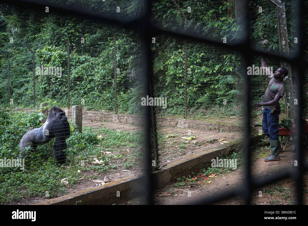 Yaounde, Kamerun. Juli 2025. Ein Mitarbeiter speist am 1. Juli 2025 westliche Tieflandgorillas im Mefou Primatenschutzgebiet in Yaounde, der Hauptstadt Kameruns. Das im Süden von Yaounde gelegene Mofu Primate Sanctuary soll Primaten schützen, die durch illegale Jagd und Handel verstümmelt oder allein gelassen wurden. Quelle: Wang Guansen/Xinhua/Alamy Live News Stockfoto