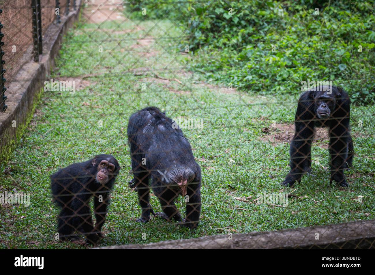 Yaoundé. Juli 2025. Dieses Foto vom 1. Juli 2025 zeigt Schimpansen im Mofu Primatenschutzgebiet in Yaounde, der Hauptstadt Kameruns. Das im Süden von Yaounde gelegene Mofu Primate Sanctuary soll Primaten schützen, die durch illegale Jagd und Handel verstümmelt oder allein gelassen wurden. Quelle: Wang Guansen/Xinhua/Alamy Live News Stockfoto