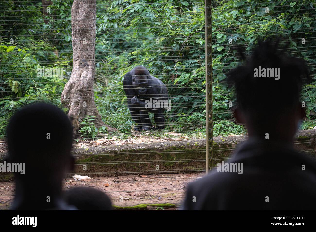 Yaounde, Kamerun. Juli 2025. Touristen beobachten am 1. Juli 2025 im Primatenschutzgebiet Mefou in Yaounde, der Hauptstadt Kameruns, einen Gorilla aus dem westlichen Tiefland. Das im Süden von Yaounde gelegene Mofu Primate Sanctuary soll Primaten schützen, die durch illegale Jagd und Handel verstümmelt oder allein gelassen wurden. Quelle: Wang Guansen/Xinhua/Alamy Live News Stockfoto