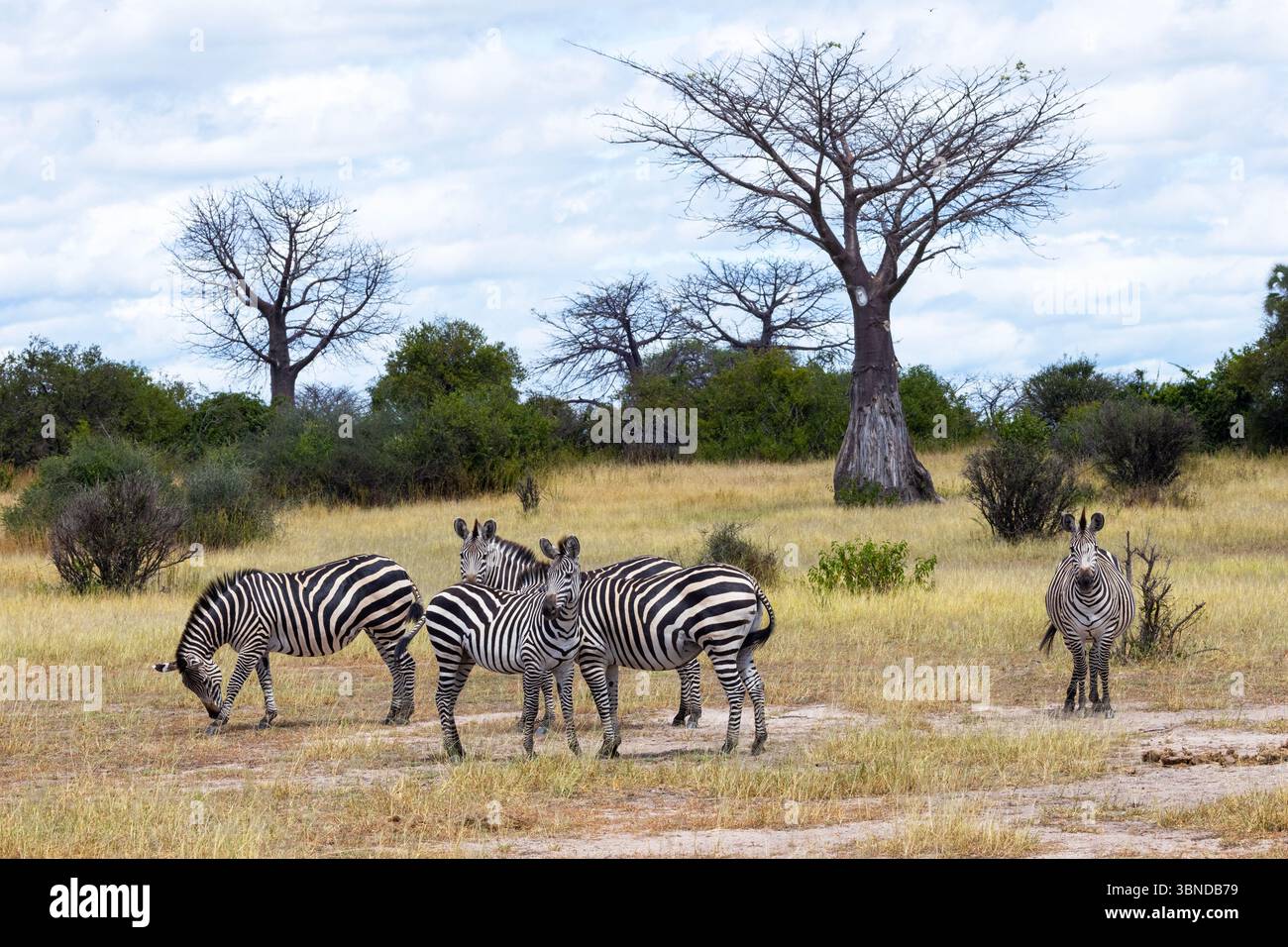 Zebras leben in kleinen Familienherden mit einem Hengst und mehreren Stuten mit ihren Jungen. Diese Mitglieder der Wildpferdefamilie sind Grünlandspezialisten Stockfoto