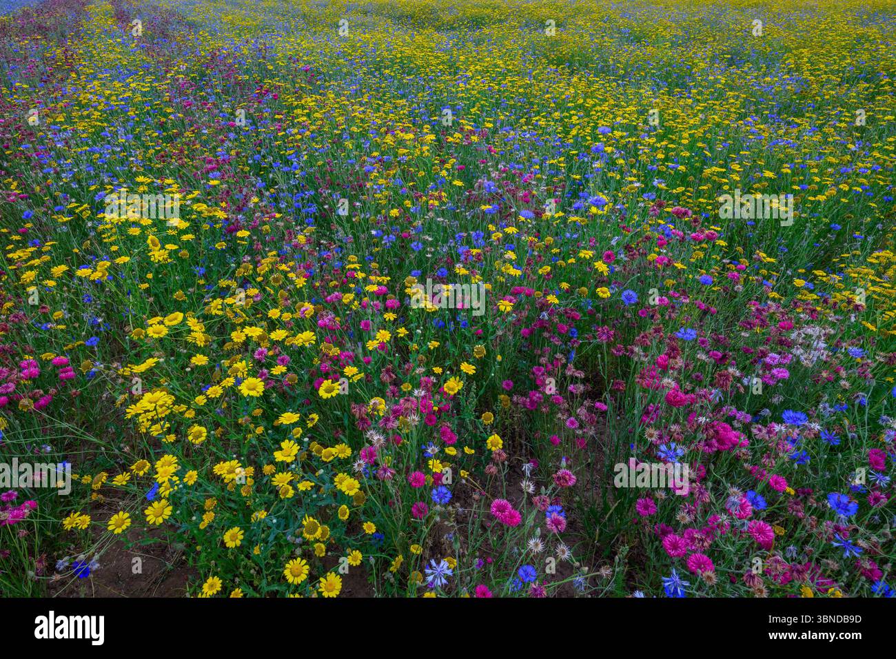 Wiese mit bunten Blumen Stockfoto