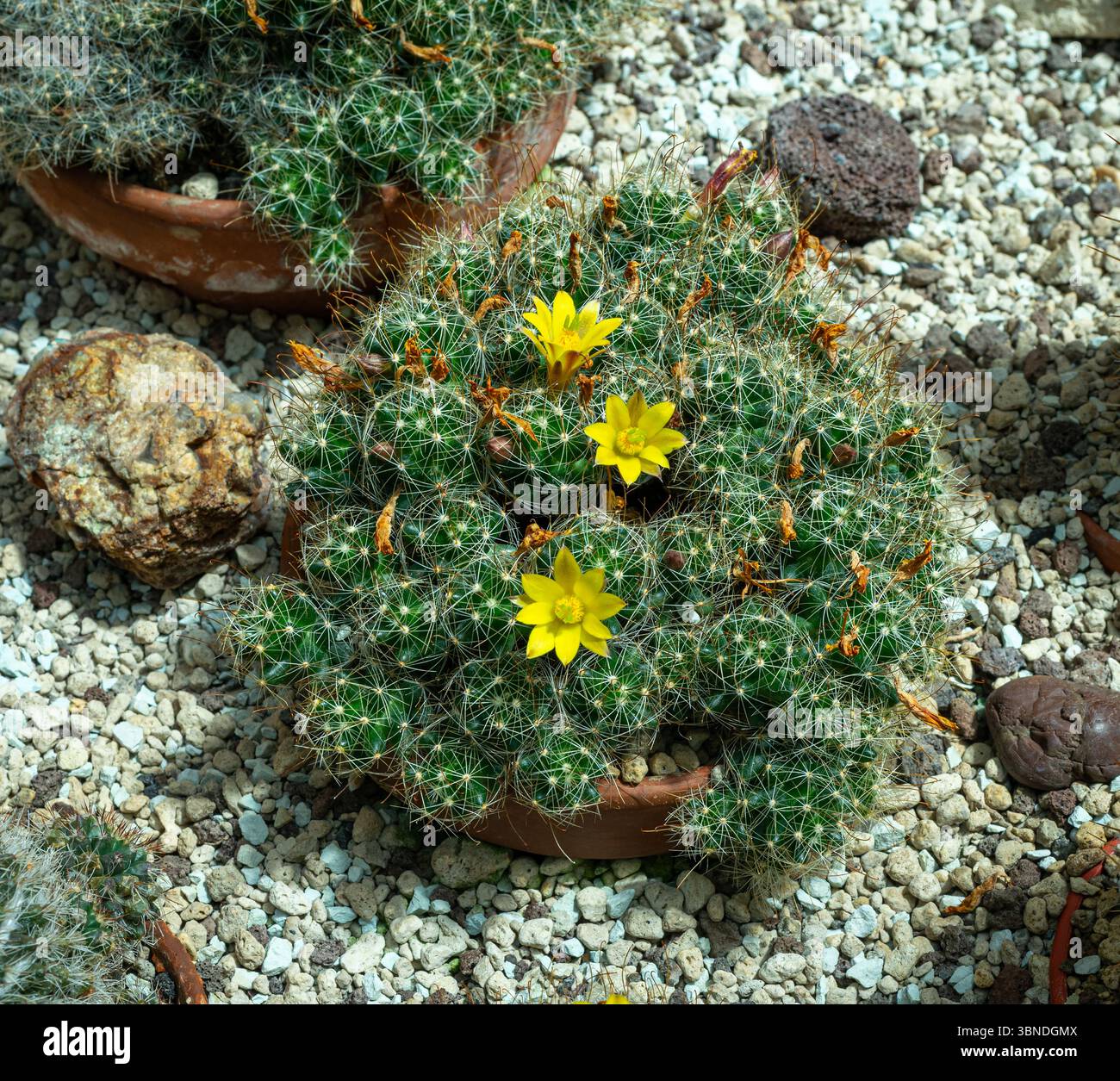 Parodia comarapana -Fotos und -Bildmaterial in hoher Auflsung  Alamy