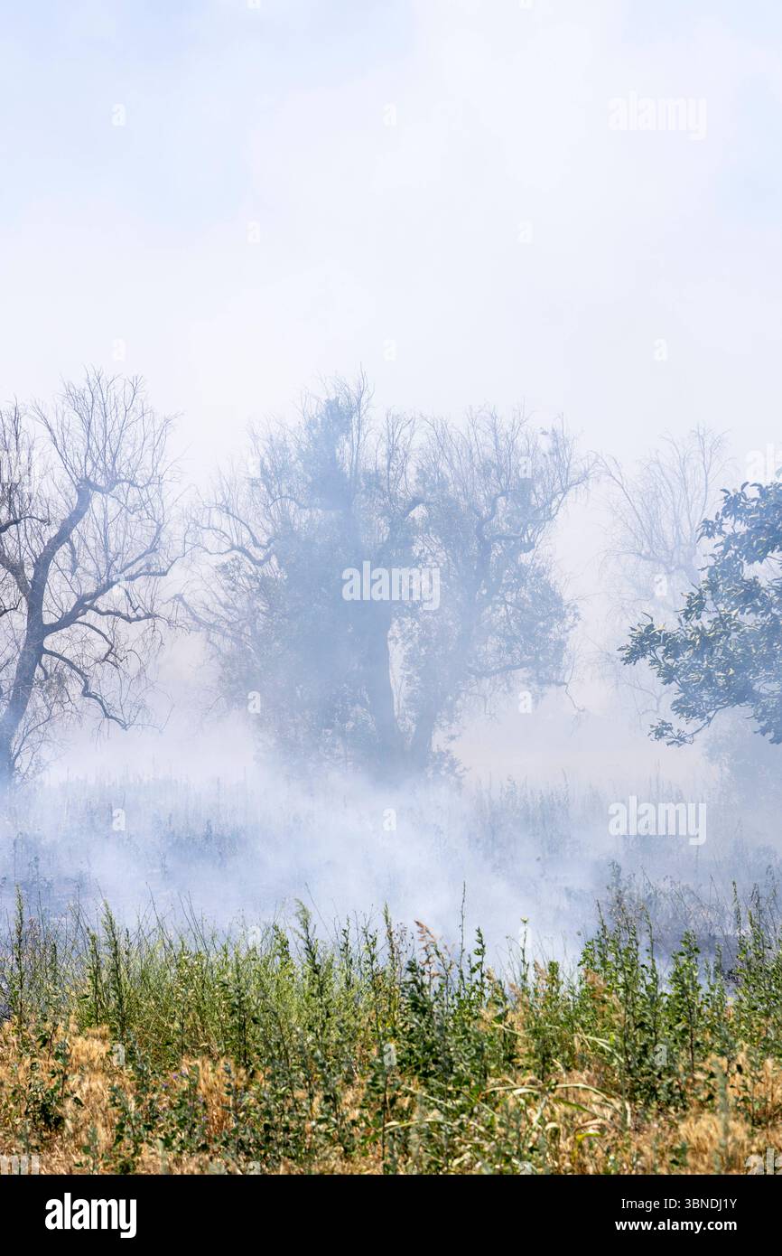 Die Auswirkung der Klimakatastrophe in Italien 27.06.2025, EU, ITA, Italien, Apulien, Lecce, Torchiarolo: neben dem Feuerbakterium Xylella fastidiosa OQDS bedrohen selbstentzündende Feuer, die durch ausbleibenden Regen und extreme Hitze entstehen, die Monokulturen der Olivenheine in der Region um Torchiarolo. EU, ITA, Italien, Apulien, Lecce, Matino: neben dem Feuerbakterium Xylella fastidiosa OQDS bedrohen selbstentzündende Brände, die durch Regen und extreme Hitze verursacht werden, die Monokulturen der Olivenhaine in der Region um Matino. Stockfoto
