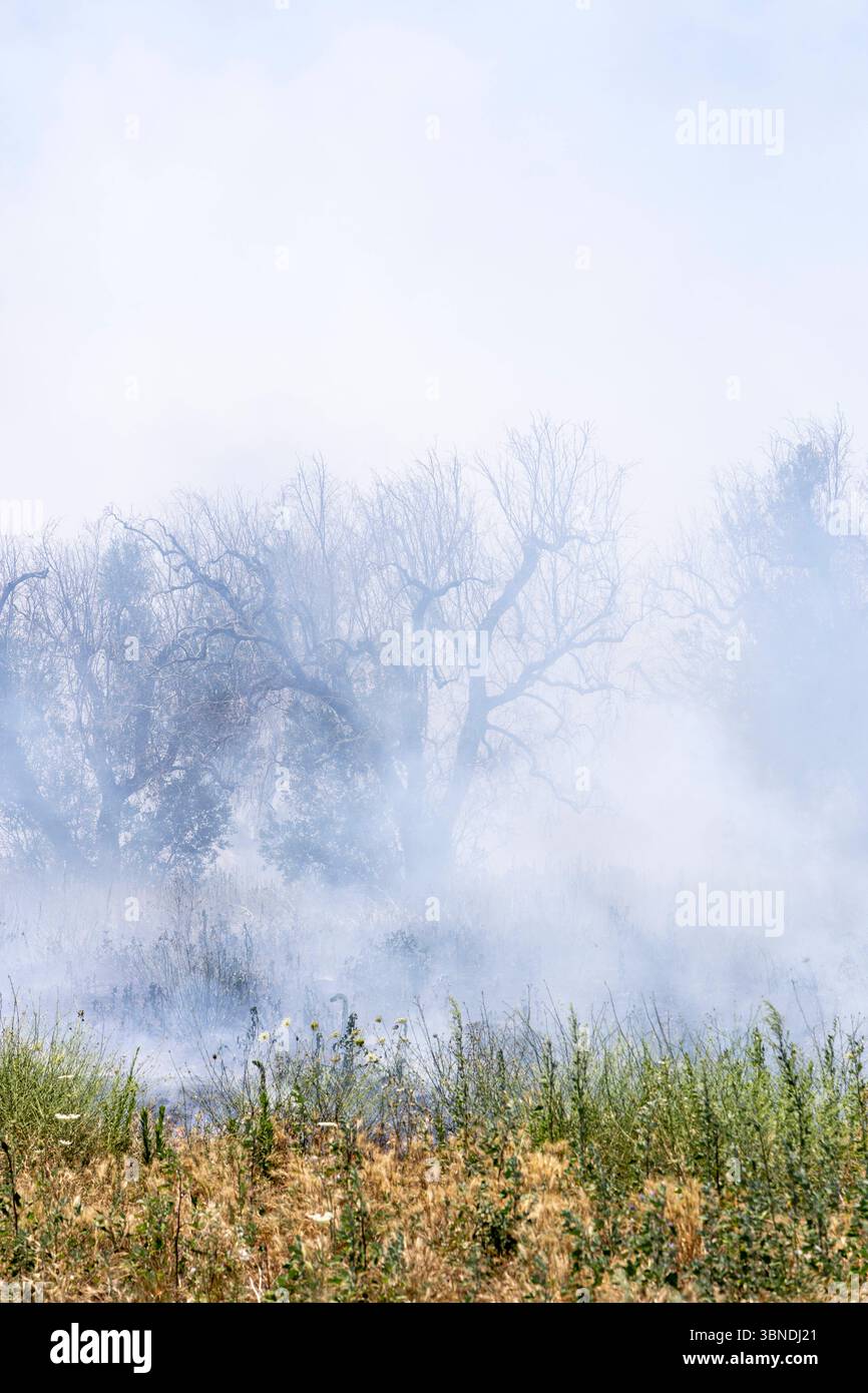 Die Auswirkung der Klimakatastrophe in Italien 27.06.2025, EU, ITA, Italien, Apulien, Lecce, Torchiarolo: neben dem Feuerbakterium Xylella fastidiosa OQDS bedrohen selbstentzündende Feuer, die durch ausbleibenden Regen und extreme Hitze entstehen, die Monokulturen der Olivenheine in der Region um Torchiarolo. EU, ITA, Italien, Apulien, Lecce, Matino: neben dem Feuerbakterium Xylella fastidiosa OQDS bedrohen selbstentzündende Brände, die durch Regen und extreme Hitze verursacht werden, die Monokulturen der Olivenhaine in der Region um Matino. Stockfoto