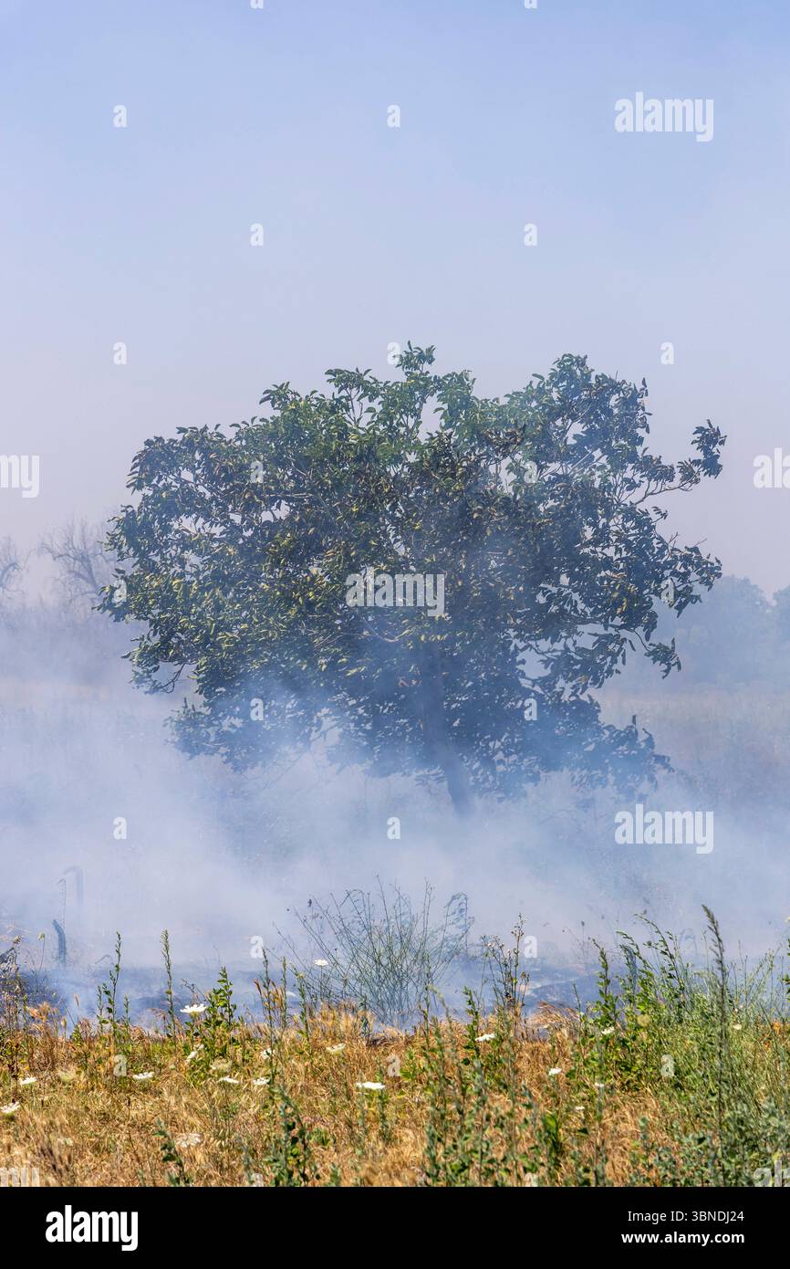 Die Auswirkung der Klimakatastrophe in Italien 27.06.2025, EU, ITA, Italien, Apulien, Lecce, Torchiarolo: neben dem Feuerbakterium Xylella fastidiosa OQDS bedrohen selbstentzündende Feuer, die durch ausbleibenden Regen und extreme Hitze entstehen, die Monokulturen der Olivenheine in der Region um Torchiarolo. EU, ITA, Italien, Apulien, Lecce, Matino: neben dem Feuerbakterium Xylella fastidiosa OQDS bedrohen selbstentzündende Brände, die durch Regen und extreme Hitze verursacht werden, die Monokulturen der Olivenhaine in der Region um Matino. Stockfoto