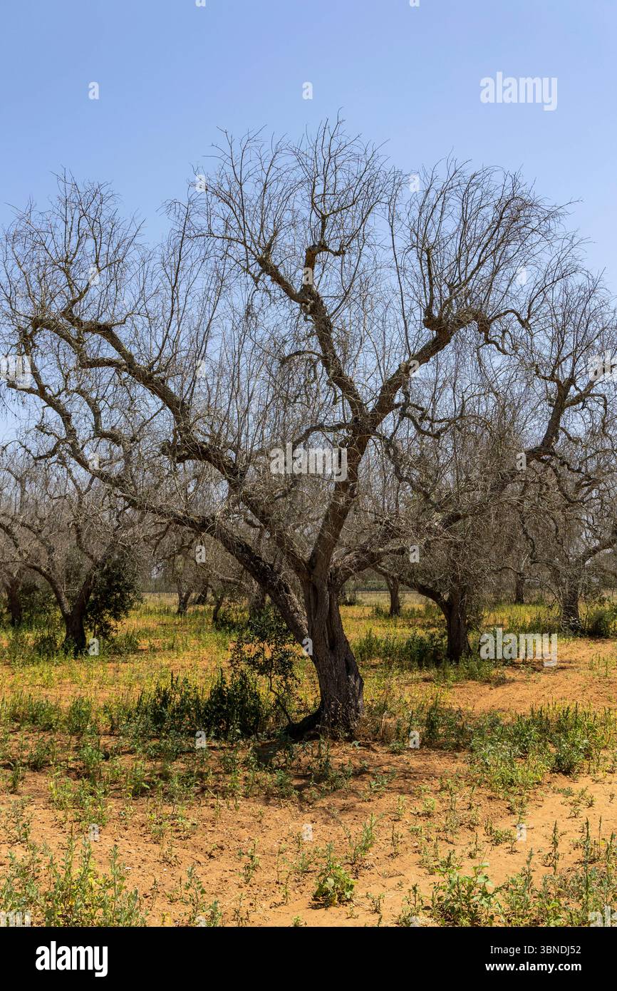 Die Auswirkung der Klimakatastrophe in Italien 27.06.2025, EU, ITA, Italien, Apulien, Lecce, Torchiarolo: neben dem Feuerbakterium Xylella fastidiosa OQDS bedrohen selbstentzündende Feuer, die durch ausbleibenden Regen und extreme Hitze entstehen, die Monokulturen der Olivenheine in der Region um Torchiarolo. EU, ITA, Italien, Apulien, Lecce, Matino: neben dem Feuerbakterium Xylella fastidiosa OQDS bedrohen selbstentzündende Brände, die durch Regen und extreme Hitze verursacht werden, die Monokulturen der Olivenhaine in der Region um Matino. Stockfoto