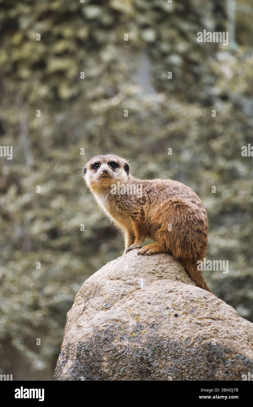 Wachsamer Erdmännchen auf einem Felsen vor einem grünen, verschwommenen Hintergrund - perfektes Symbol für Aufmerksamkeit, Natur- und Tierbeobachtung. Stockfoto