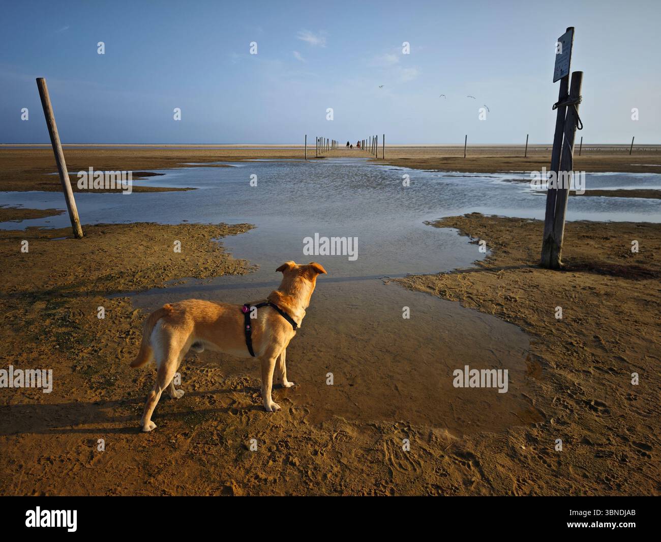 Ein Hund genießt die Sümpfe in Tarifa, Spanien Stockfoto