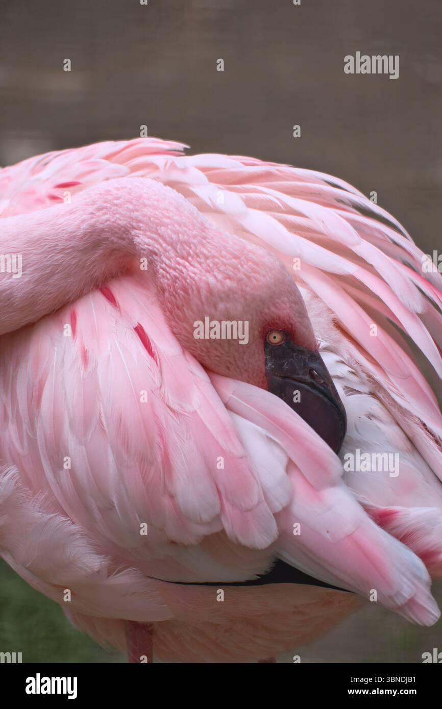 Ein eleganter rosafarbener Flamingo in Nahaufnahme, dessen Kopf sanft in die Federn geschoben ist. Detaillierte Tierfotografie mit einer ruhigen, exotischen Aura. Stockfoto