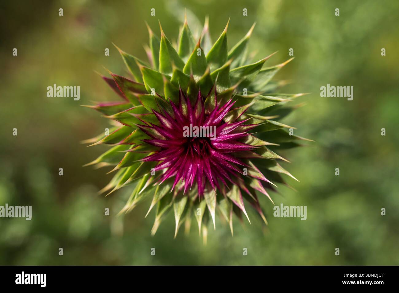 Thistle Blume aus nächster Nähe in der Wildnis. Leuchtend violette Mariendistel Stockfoto