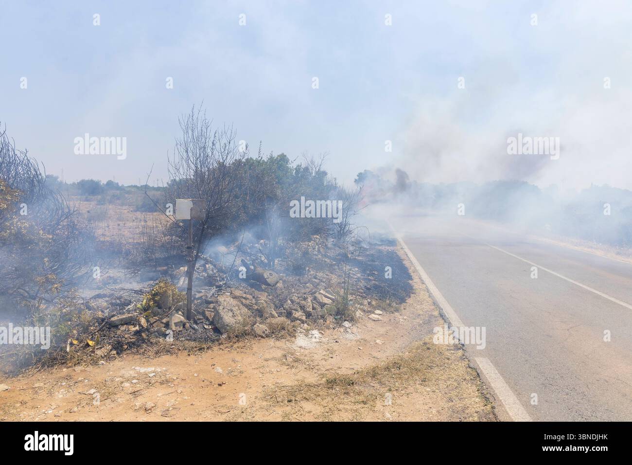 Stadtansicht Rom. 27.06.2025, EU, ITA, Italien, Apulien, Lecce, Matino: neben dem Feuerbakterium Xylella fastidiosa OQDS bedrohen selbstentzündende Feuer, die durch ausbleibenden Regen und extreme Hitze entstehen, die Monokulturen der Olivenheine in der Region um Matino. EU, ITA, Italien, Apulien, Lecce, Matino: neben dem Feuerbakterium Xylella fastidiosa OQDS bedrohen selbstentzündende Brände, die durch Regen und extreme Hitze verursacht werden, die Monokulturen der Olivenhaine in der Region um Matino. Stockfoto