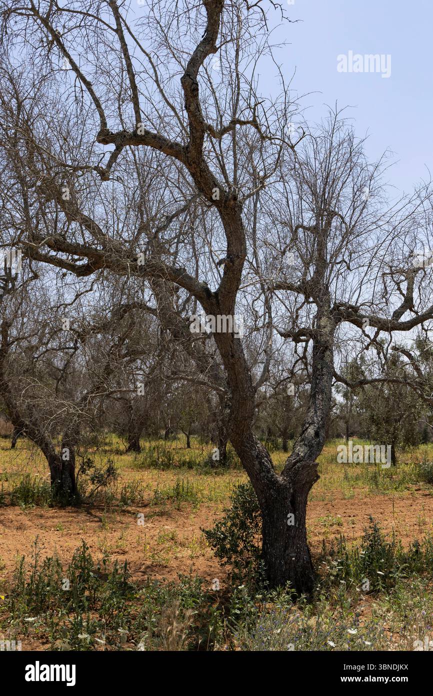 Die Auswirkung der Klimakatastrophe in Italien 27.06.2025, EU, ITA, Italien, Apulien, Lecce, Torchiarolo: neben dem Feuerbakterium Xylella fastidiosa OQDS bedrohen selbstentzündende Feuer, die durch ausbleibenden Regen und extreme Hitze entstehen, die Monokulturen der Olivenheine in der Region um Torchiarolo. EU, ITA, Italien, Apulien, Lecce, Matino: neben dem Feuerbakterium Xylella fastidiosa OQDS bedrohen selbstentzündende Brände, die durch Regen und extreme Hitze verursacht werden, die Monokulturen der Olivenhaine in der Region um Matino. Stockfoto