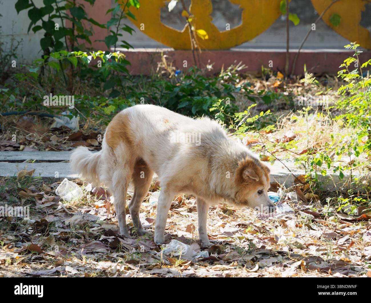 Schöner Hund zwischen trockenen Blättern und Müll Stockfoto