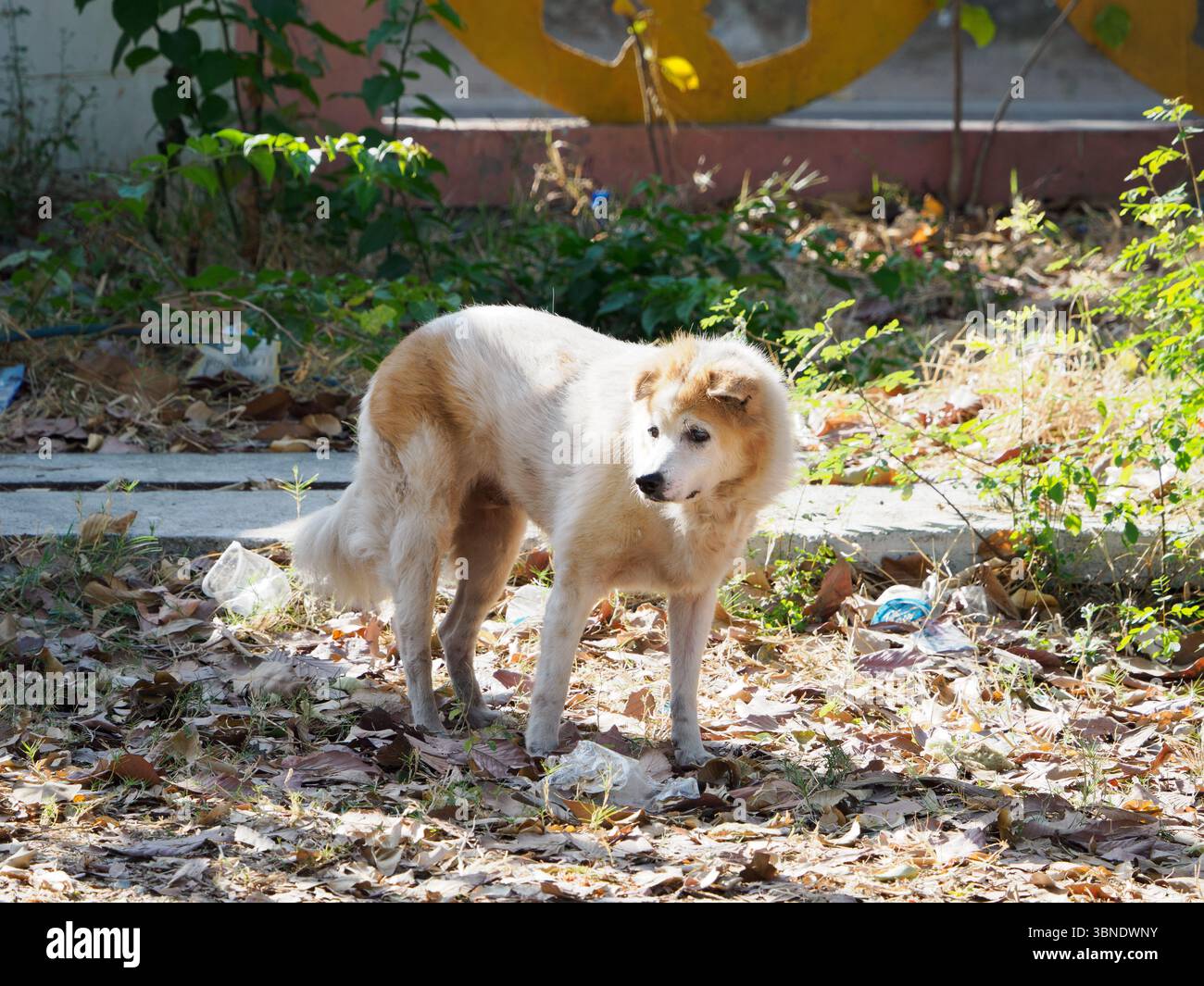 Schöner Hund zwischen trockenen Blättern und Müll Stockfoto