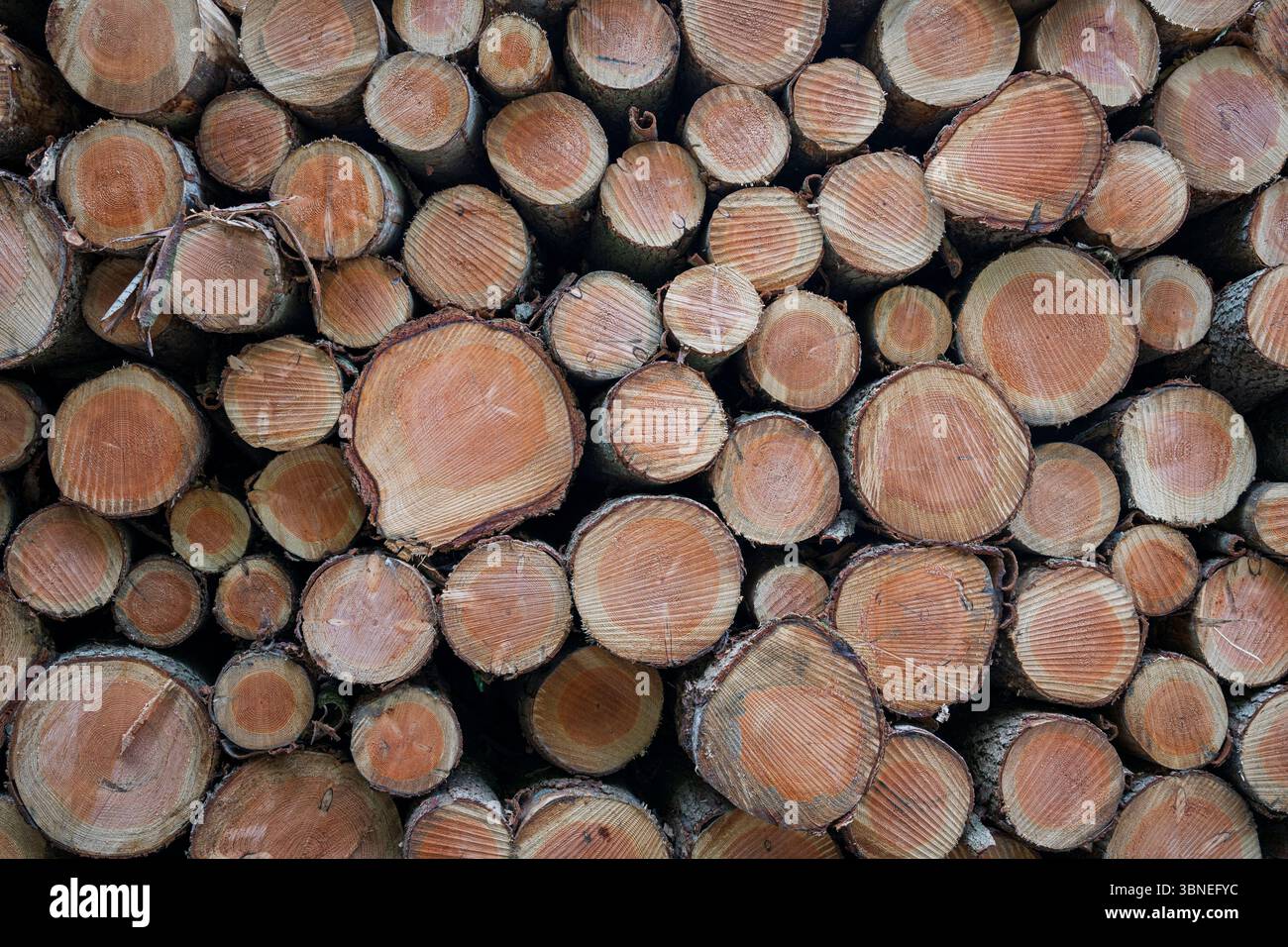Nahaufnahme von Baumstämmen, die auf einem Stapel für die Holzversorgung gestapelt sind Stockfoto