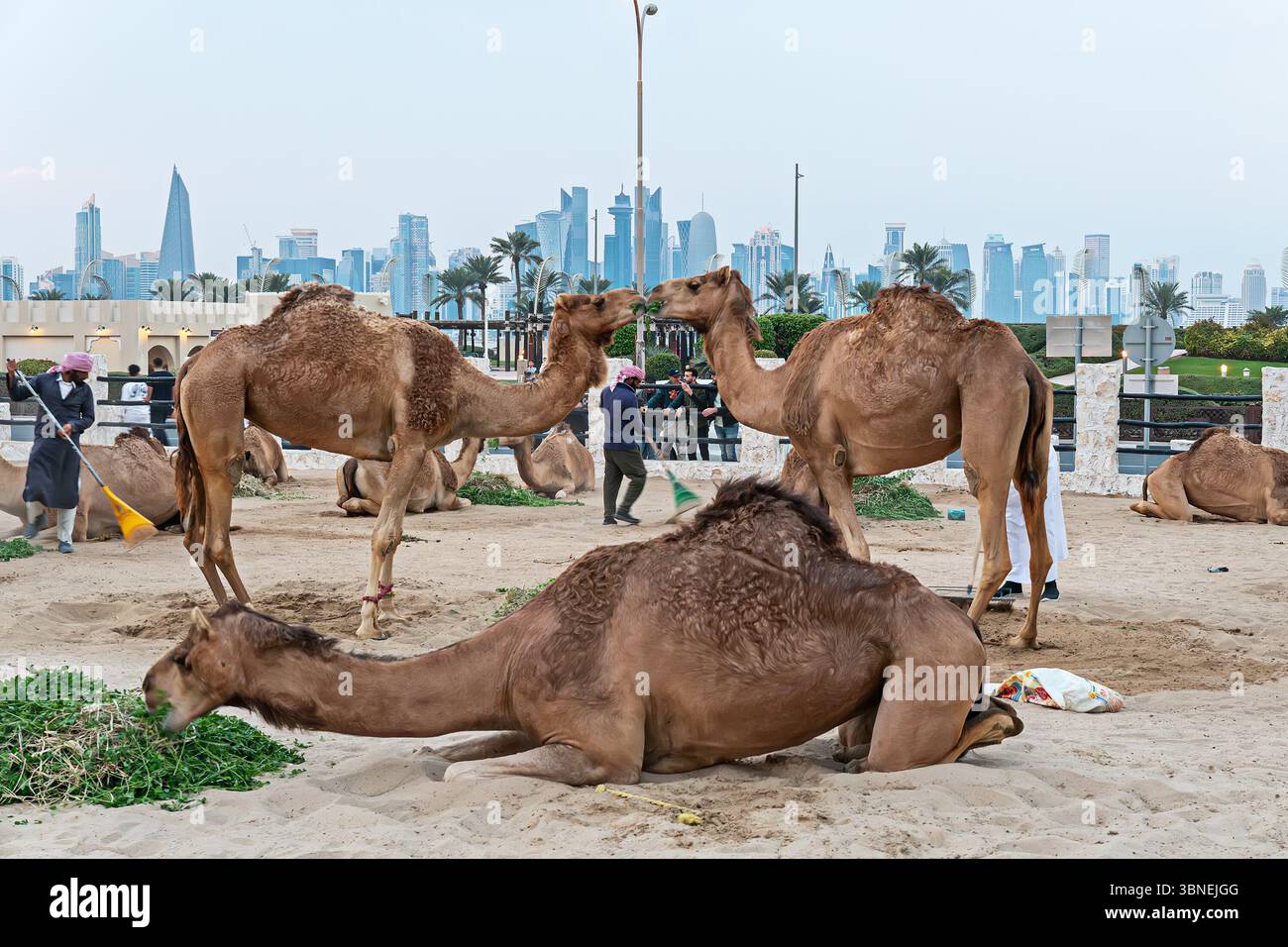 DOHA, KATAR, 1. Februar 2025. Kamelmarkt im Souq Waqif in Doha, der Hauptstadt Katars. Es gibt viele Kamele im Korral. Viele Kamele sind e Stockfoto