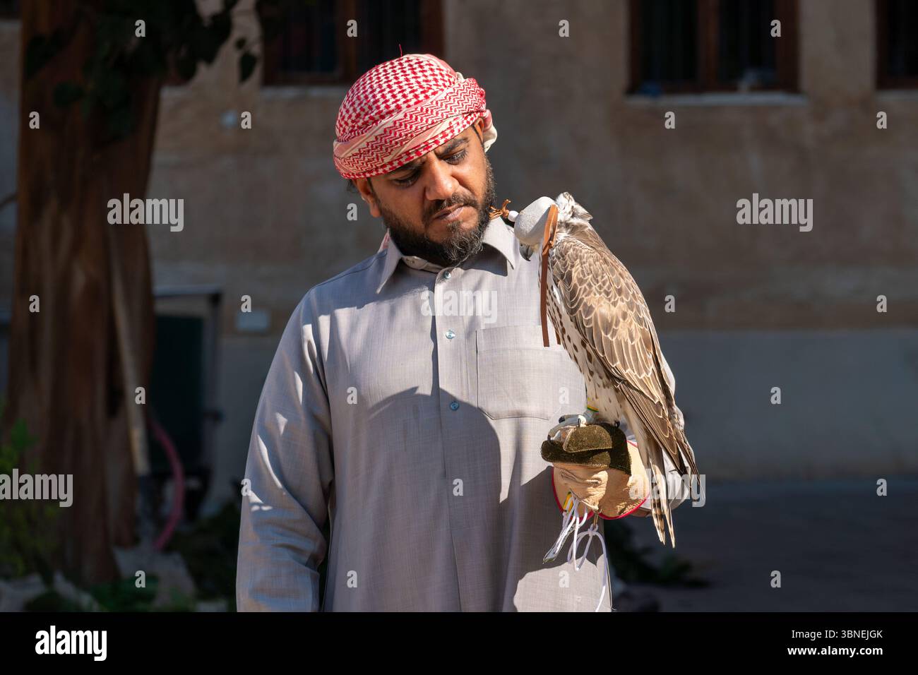 Doha, Katar, 31. Januar 2025: falke auf dem Arm eines arabischen Mannes. Falknerei. Stockfoto