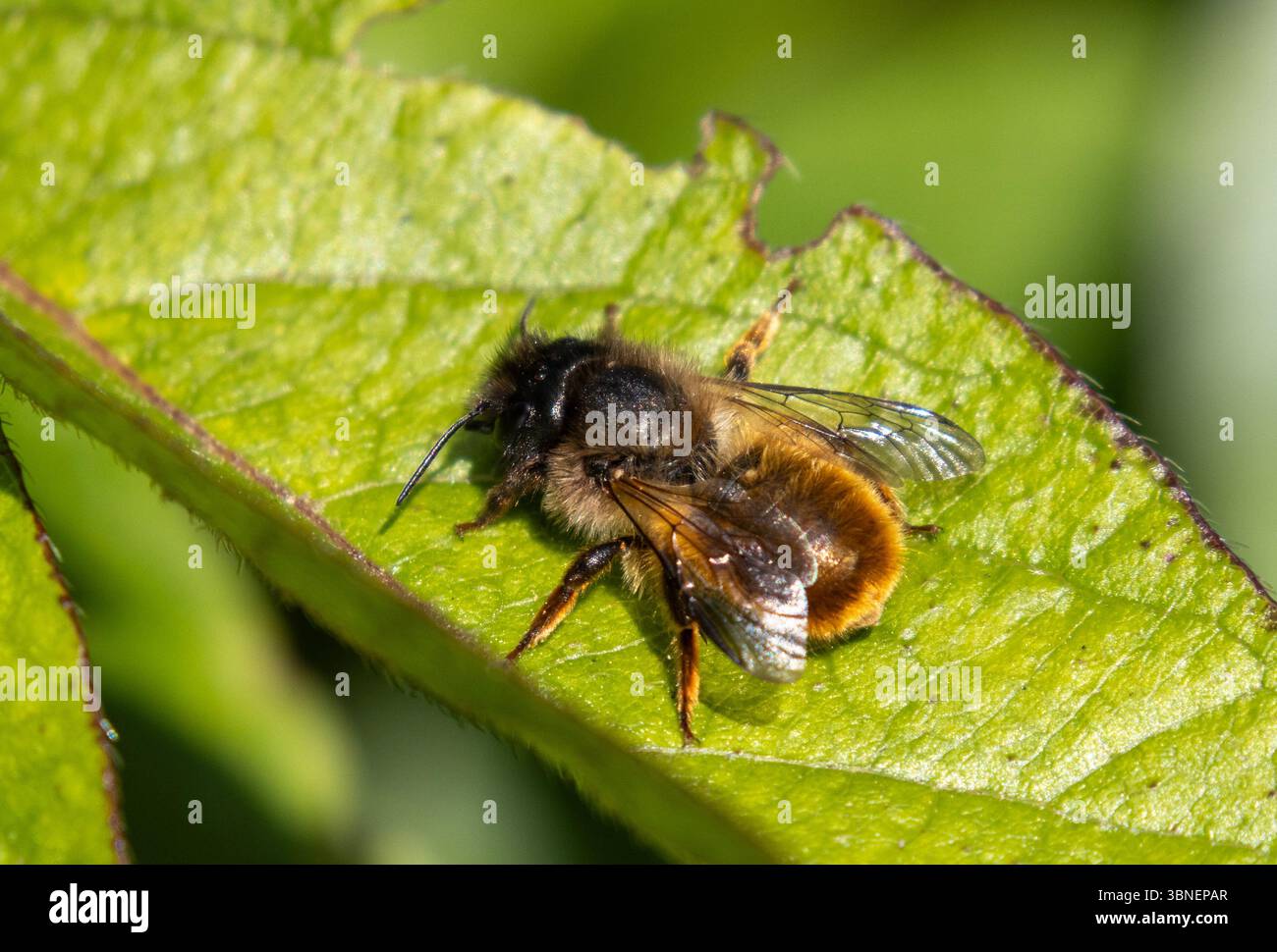 Rote Maurerbiene auf Blatt Stockfoto
