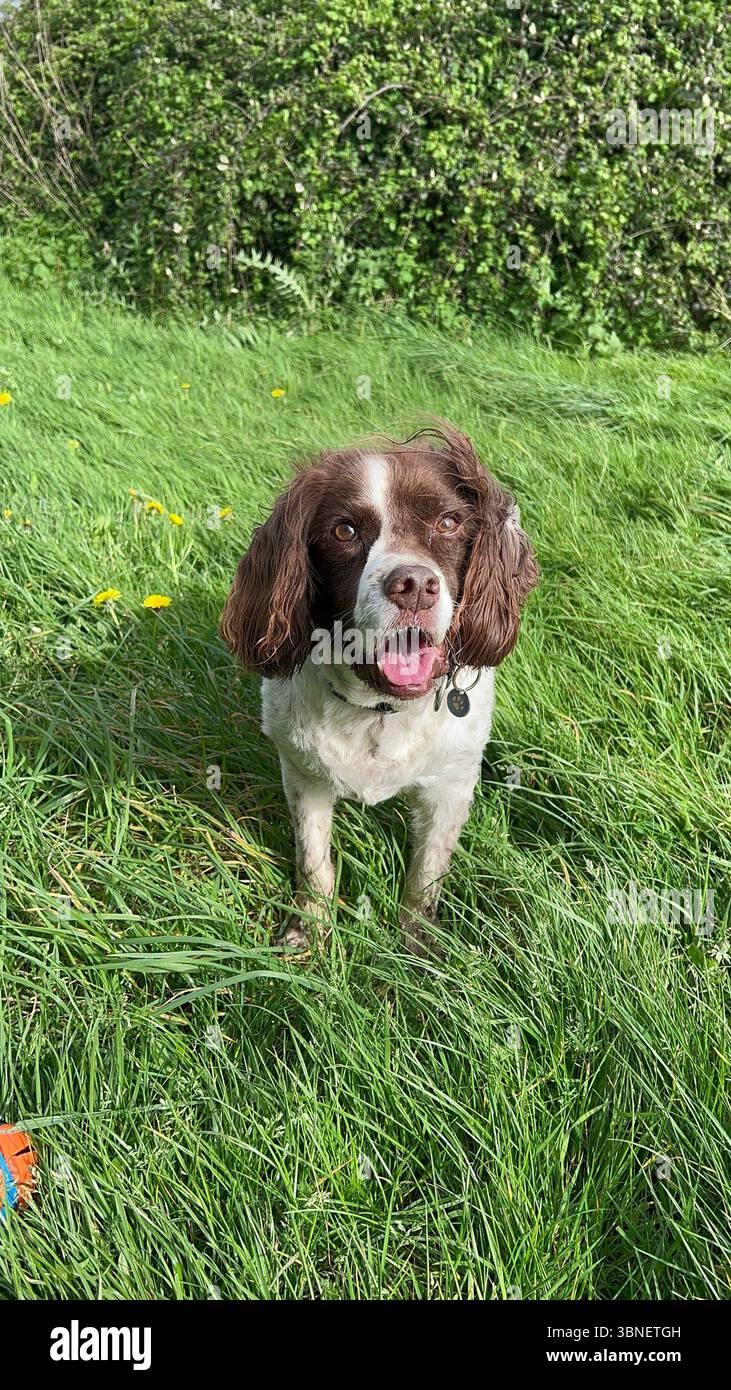 Springer Spaniel saß mit offenem Mund auf einem Feld auf Gras und sah glücklich aus, als er in die Kamera starrte - Smartphone-aufgenommenes Stockfoto