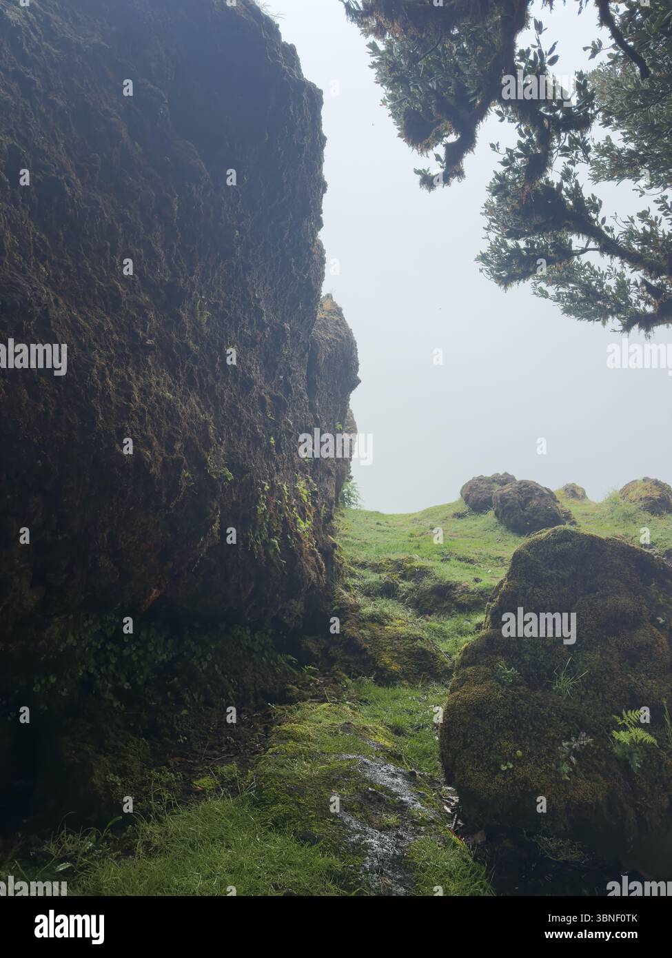 Alte verdrehte Bäume bedeckt mit Moos im nebeligen Fanal-Wald auf Madeira. Moody, traumhafte Landschaft mit sanftem Licht und geheimnisvoller Atmosphäre. Großes Moos-Co Stockfoto