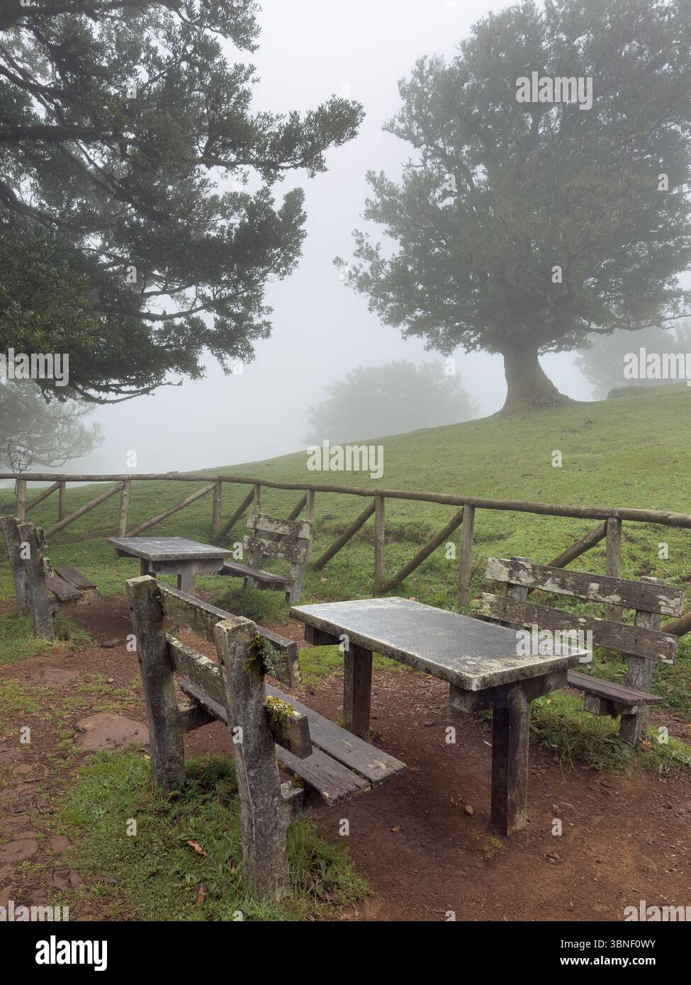 Ein Ort zum Entspannen im nebeligen Fanal-Wald auf Madeira. Moody, traumhafte Landschaft mit sanftem Licht und geheimnisvoller Atmosphäre. Surreales Wandern - Smartphone-aufgenommenes Stockfoto