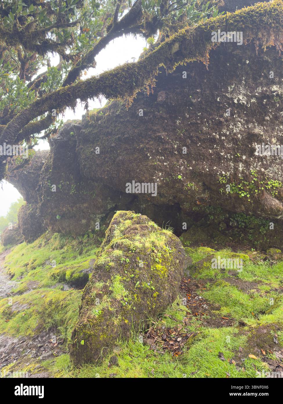 Alte verdrehte Bäume bedeckt mit Moos im nebeligen Fanal-Wald auf Madeira. Moody, traumhafte Landschaft mit sanftem Licht und geheimnisvoller Atmosphäre. Großes Moos-Co - Smartphone-aufgenommenes Stockfoto
