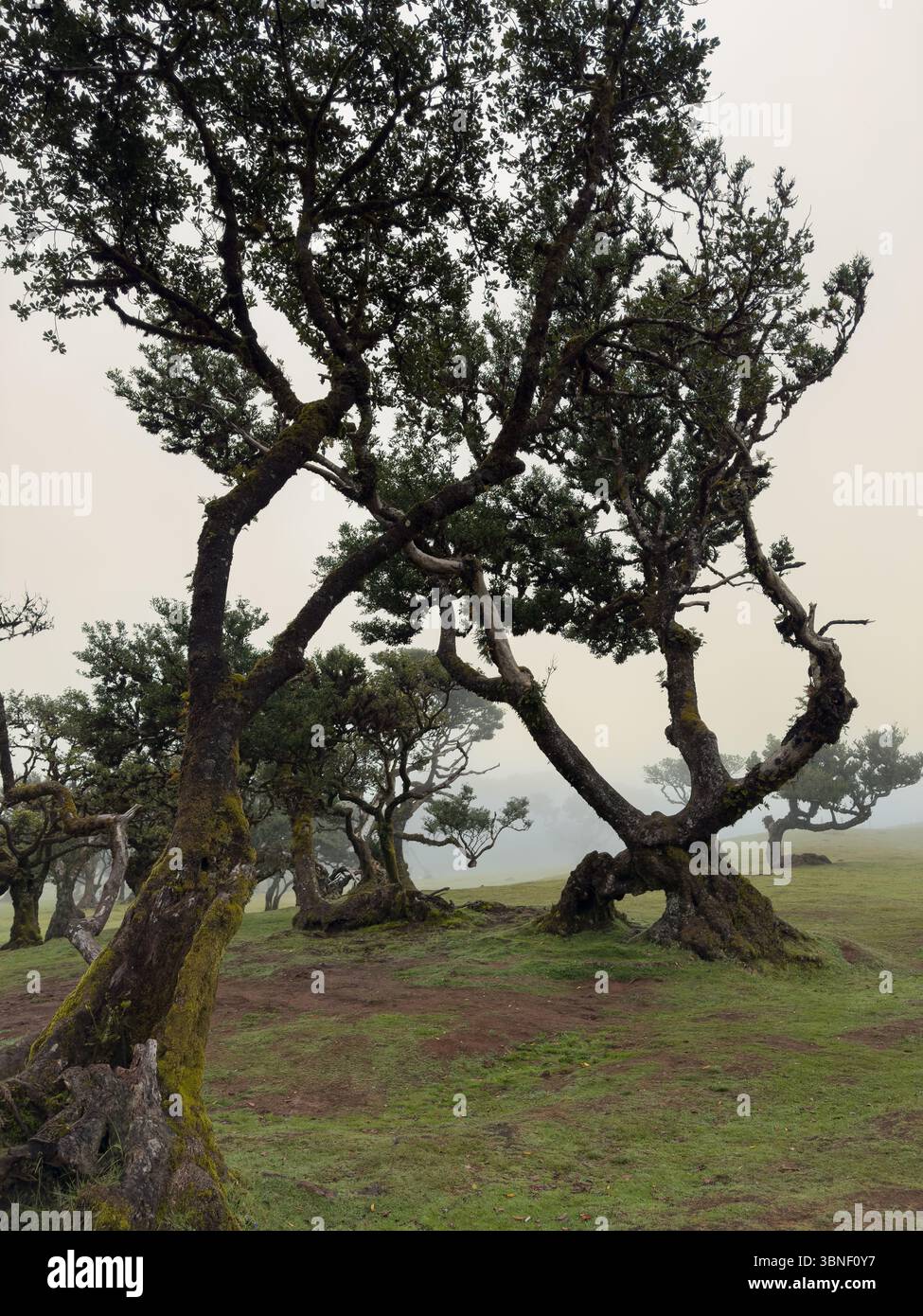 Alte verdrehte Bäume bedeckt mit Moos im nebeligen Fanal-Wald auf Madeira. Moody, traumhafte Landschaft mit sanftem Licht und geheimnisvoller Atmosphäre. Surreales Hikin - Smartphone-aufgenommenes Stockfoto