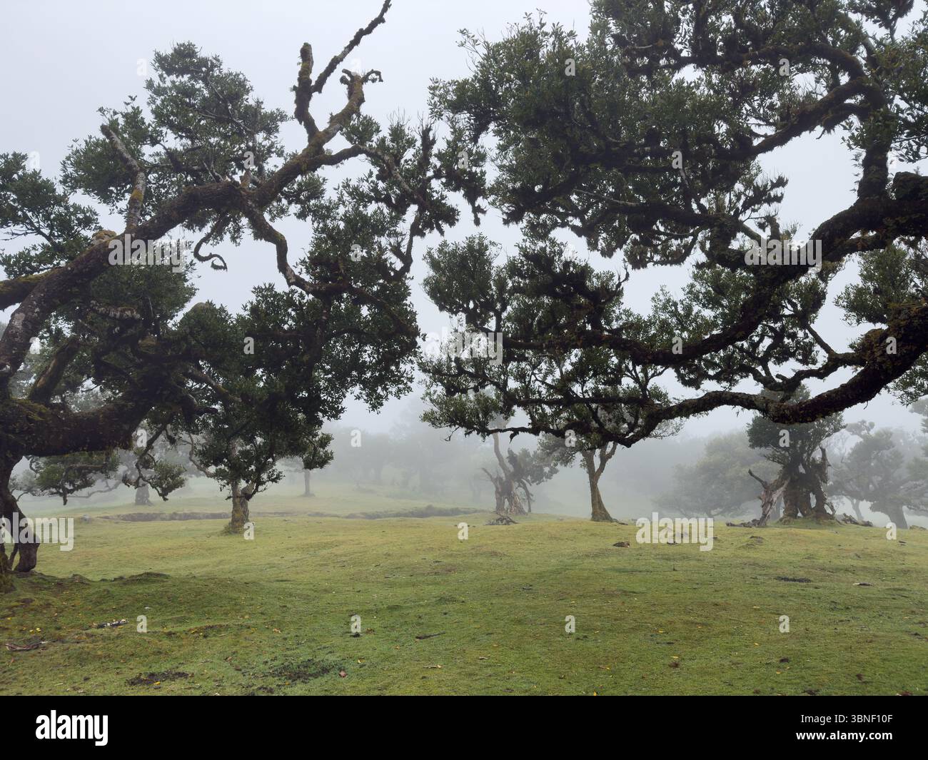 Alte verdrehte Bäume bedeckt mit Moos im nebeligen Fanal-Wald auf Madeira. Moody, traumhafte Landschaft mit sanftem Licht und geheimnisvoller Atmosphäre. Surreales Hikin - Smartphone-aufgenommenes Stockfoto